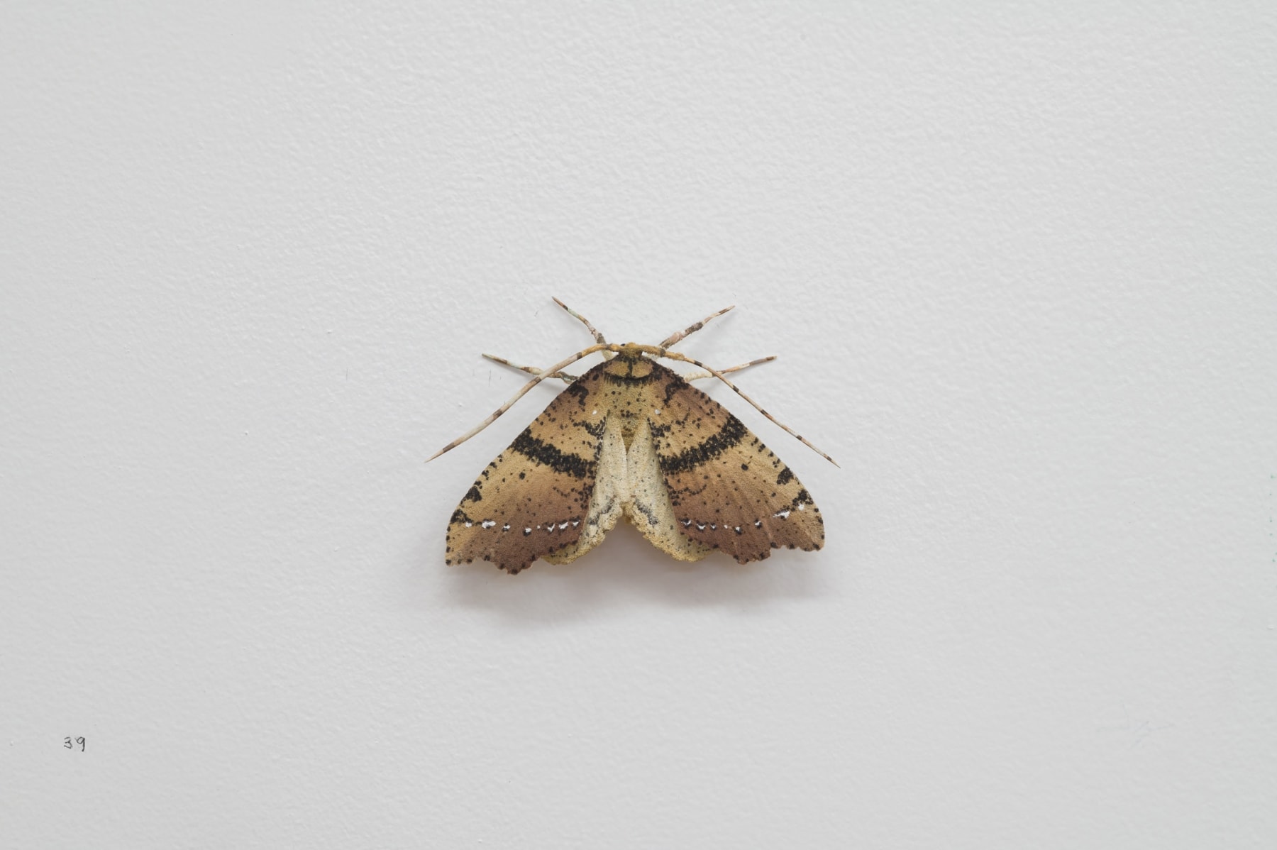 Elizabeth THOMSON, Moth, 2023