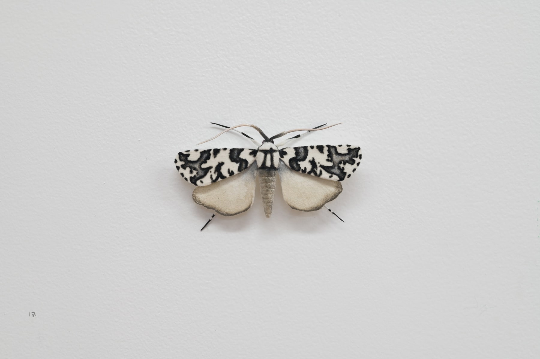 Elizabeth THOMSON, Moth, 2023