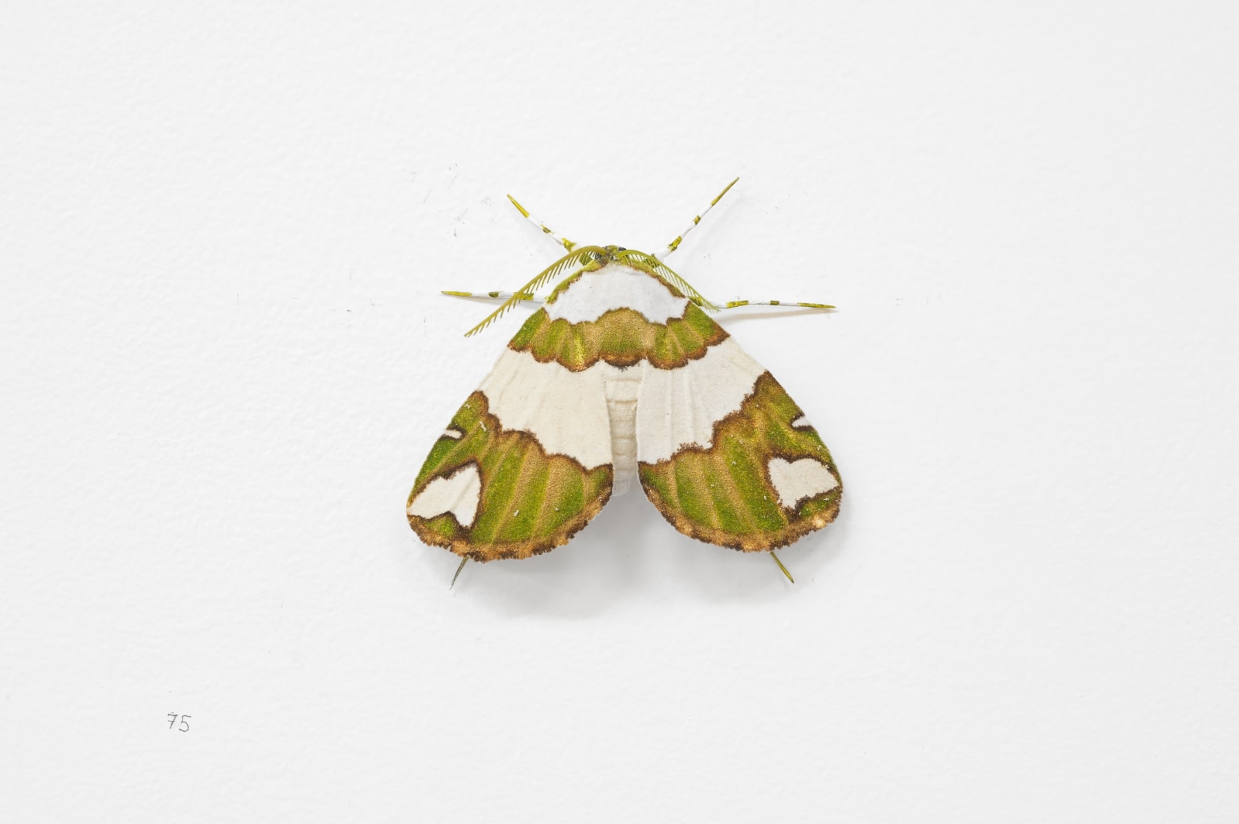 Elizabeth THOMSON, Moth, 2023