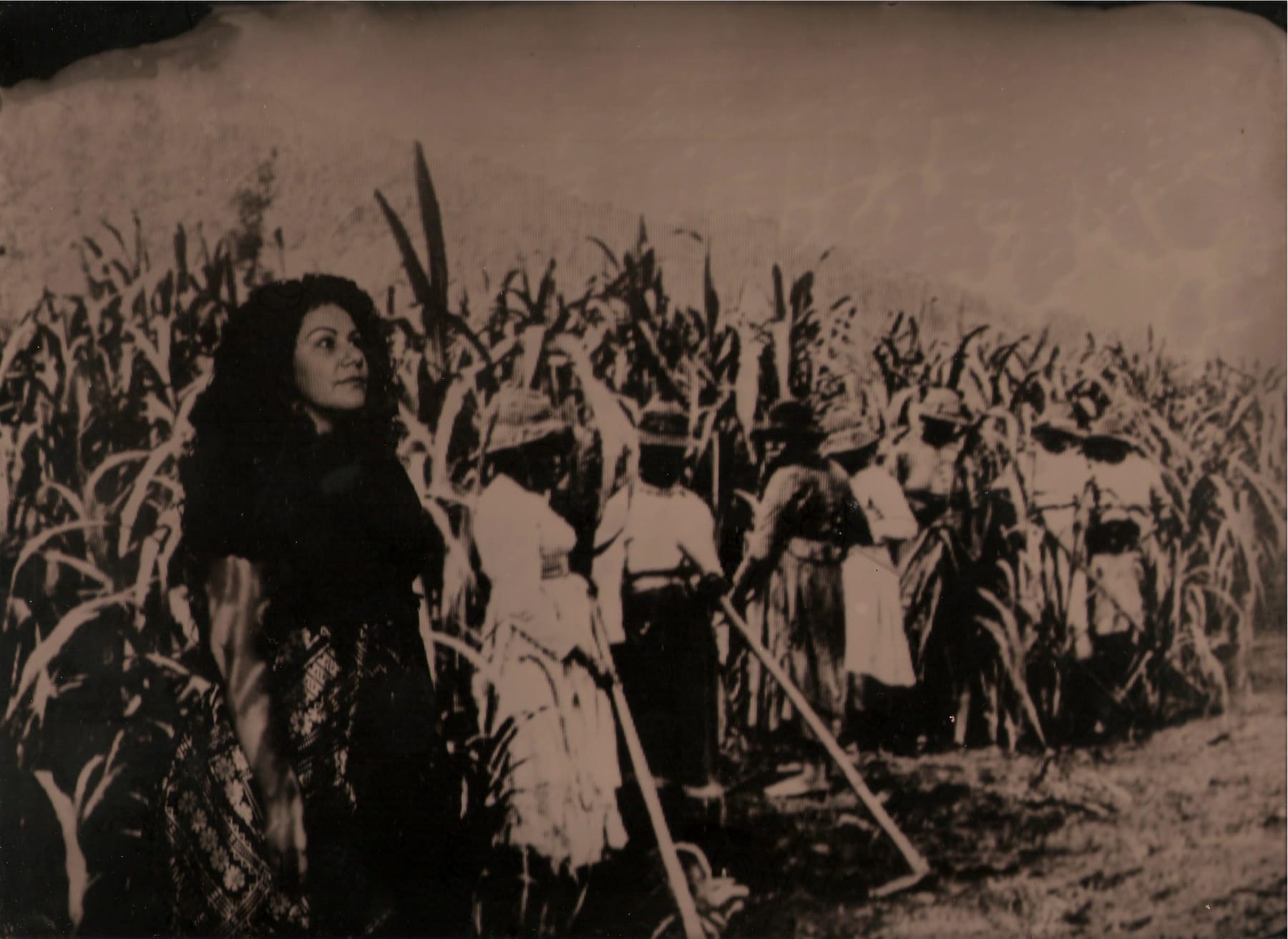 Jasmine Togo-Brisby, Kanaka women in the sugar cane: Hambledon plantation, 2017