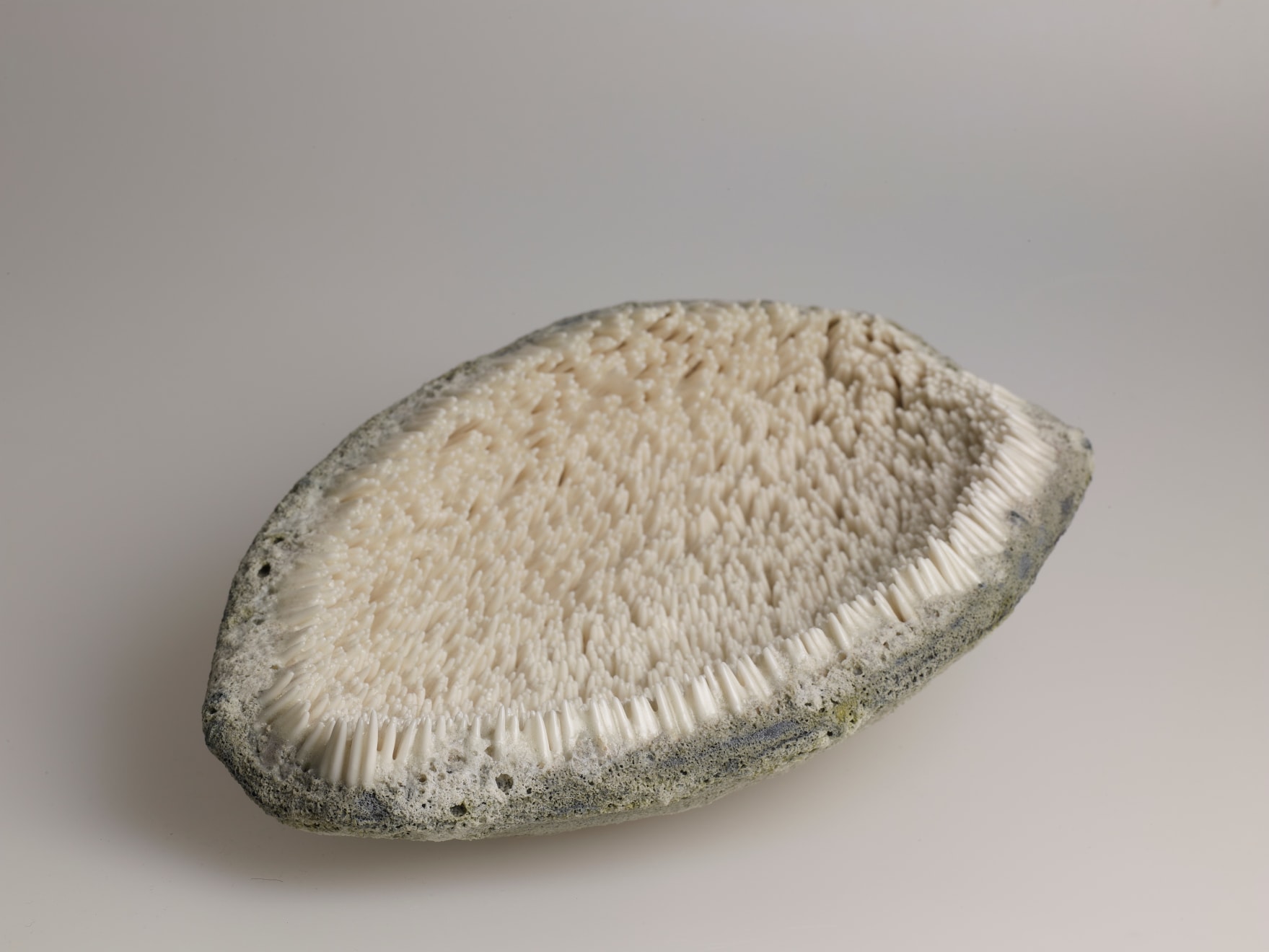 Josefina Isaza, Burr, 2019