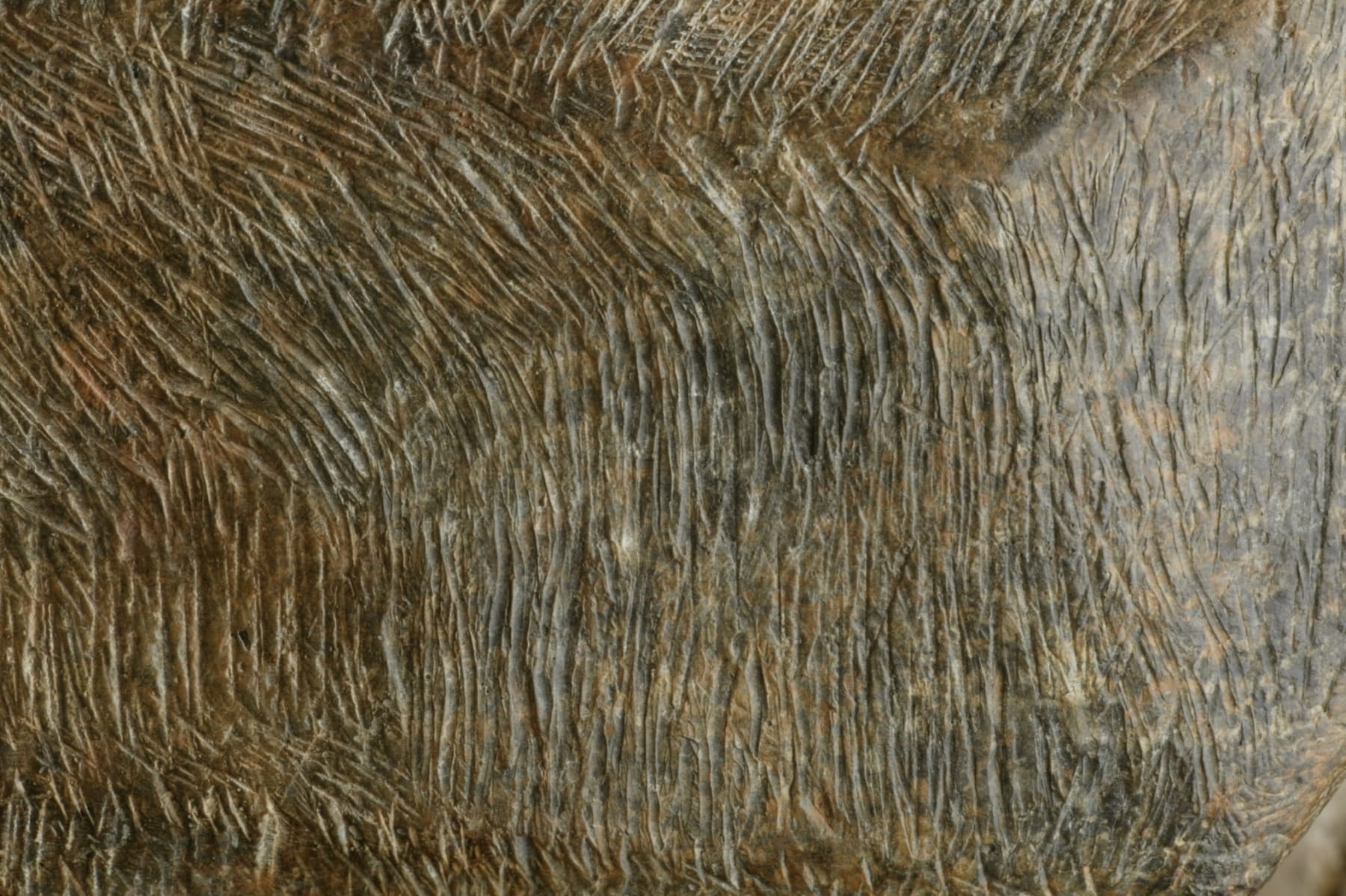 Terence Coventry, Standing Hound, 2003
