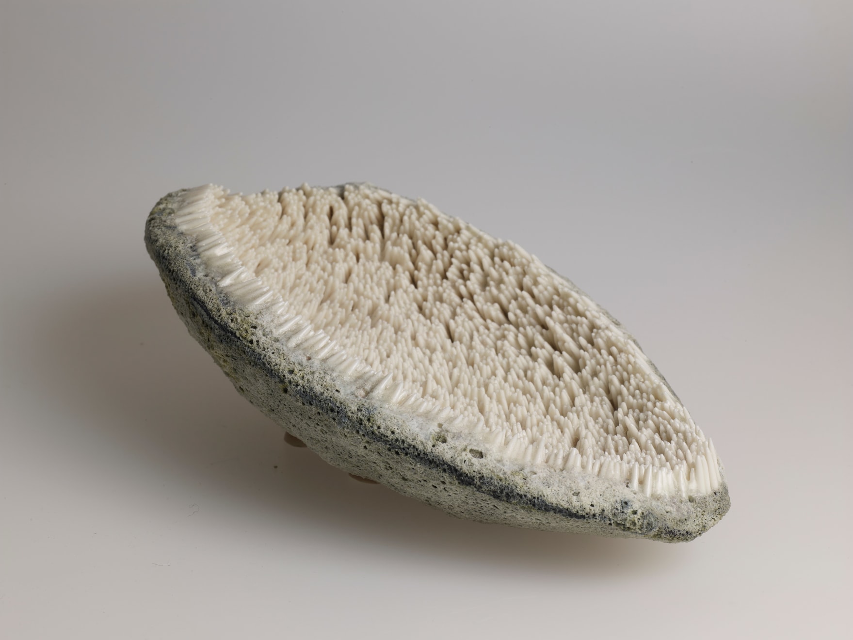 Josefina Isaza, Burr, 2019