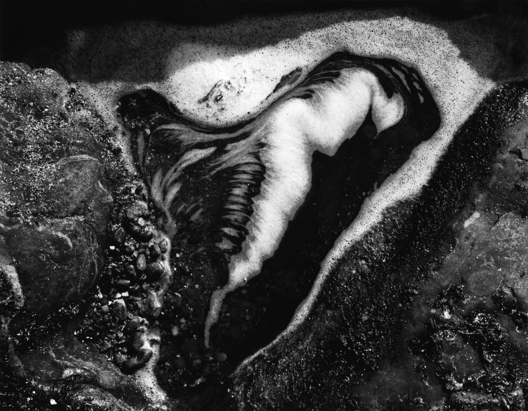 Zach Weston, Tide Pool Study 3, 2021