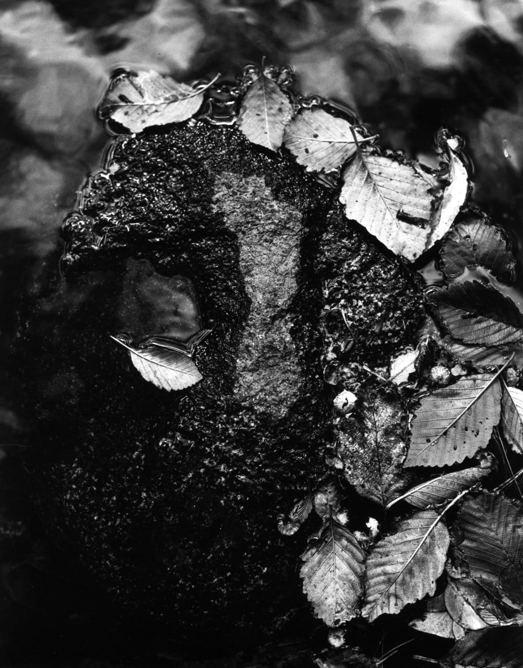 Zach Weston, Leaf Abstract, 2022