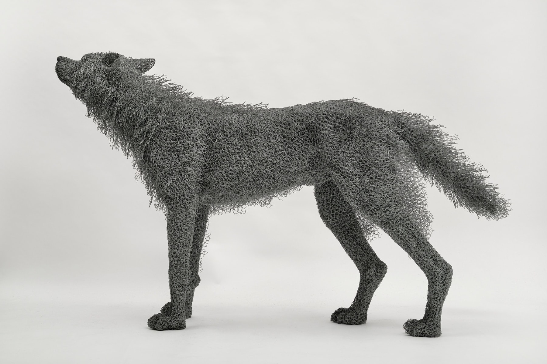 Kendra Haste MRSS, Alpha Male Wolf, 2024