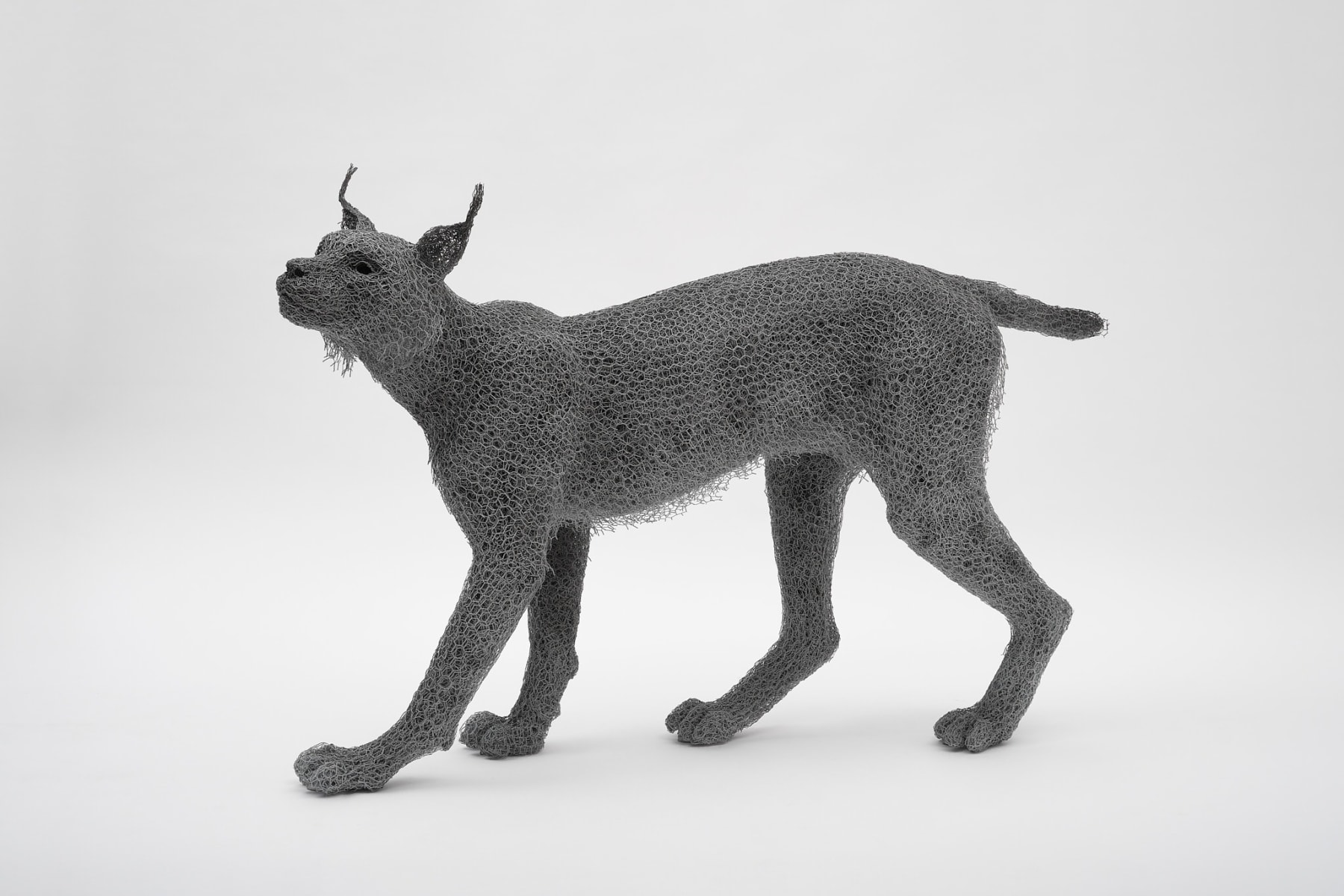 Kendra Haste MRSS, Lynx, 2025