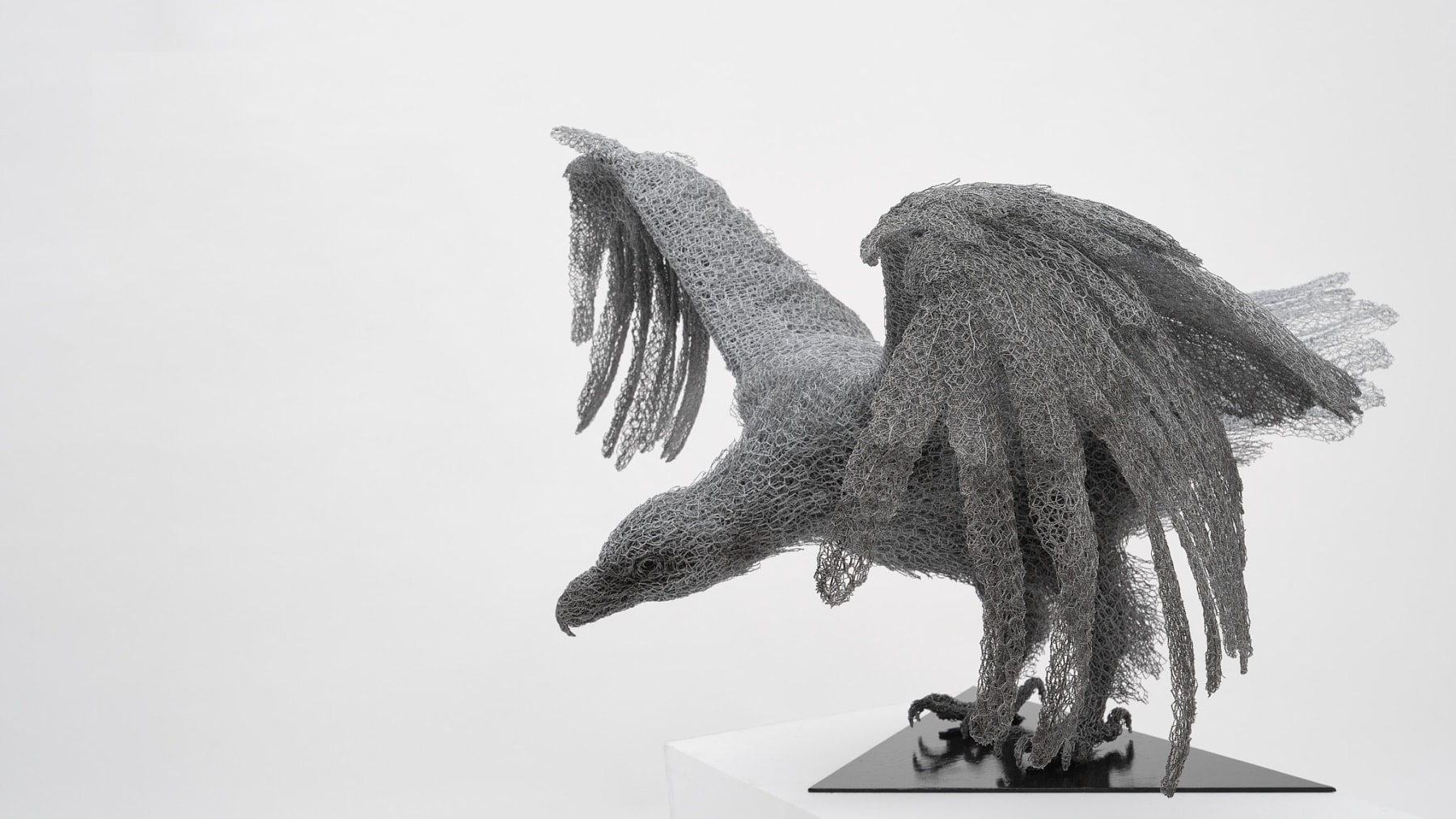 Kendra Haste MRSS, White-tailed Eagle, 2025