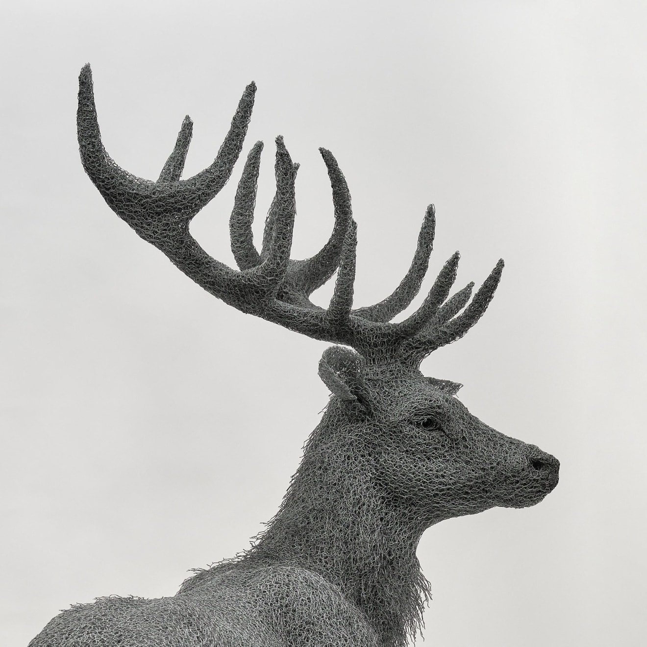 Kendra Haste MRSS, Red Stag, 2024
