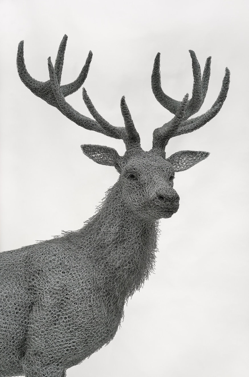 Kendra Haste MRSS, Red Stag, 2024