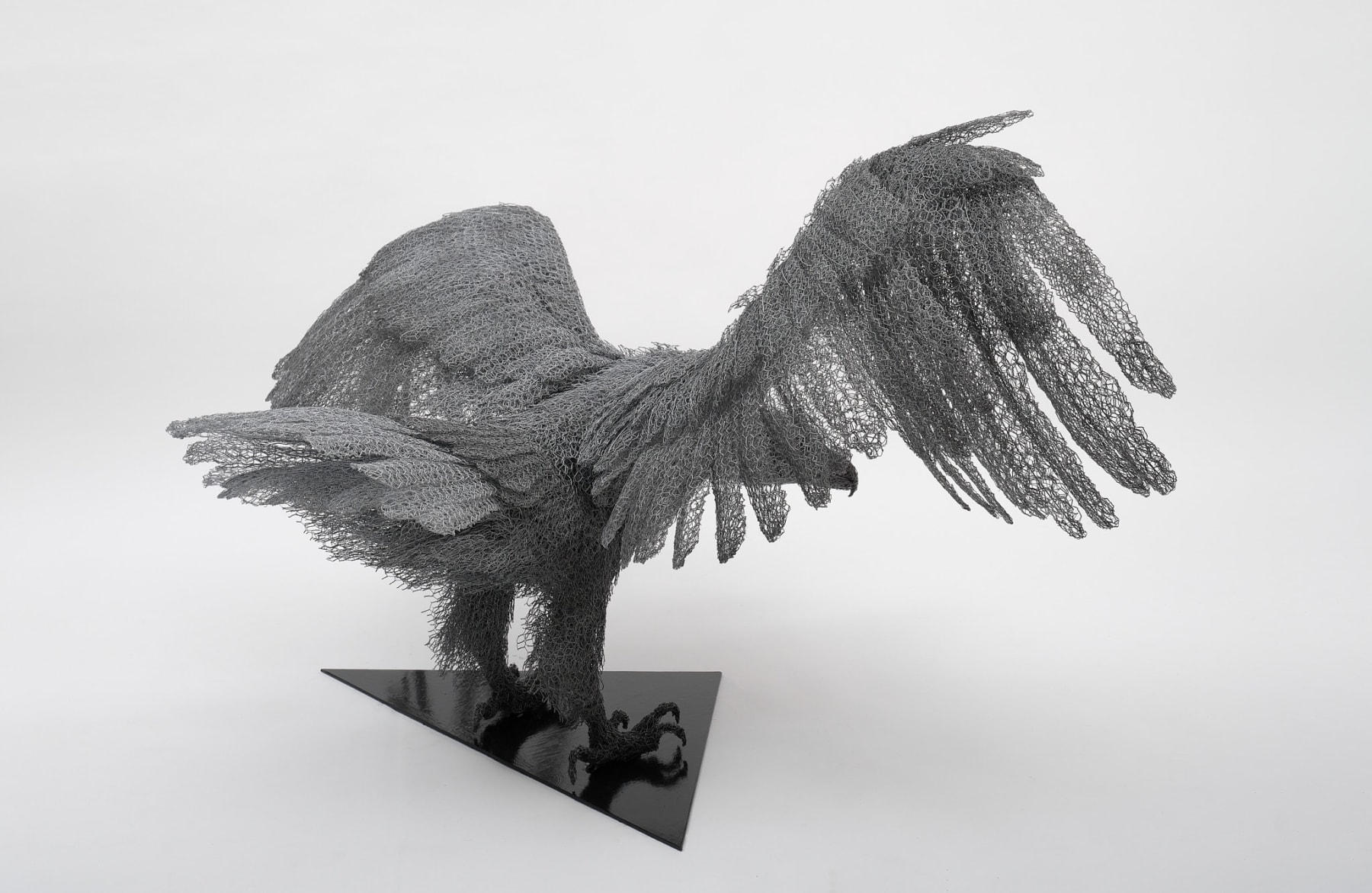 Kendra Haste MRSS, White-tailed Eagle, 2025