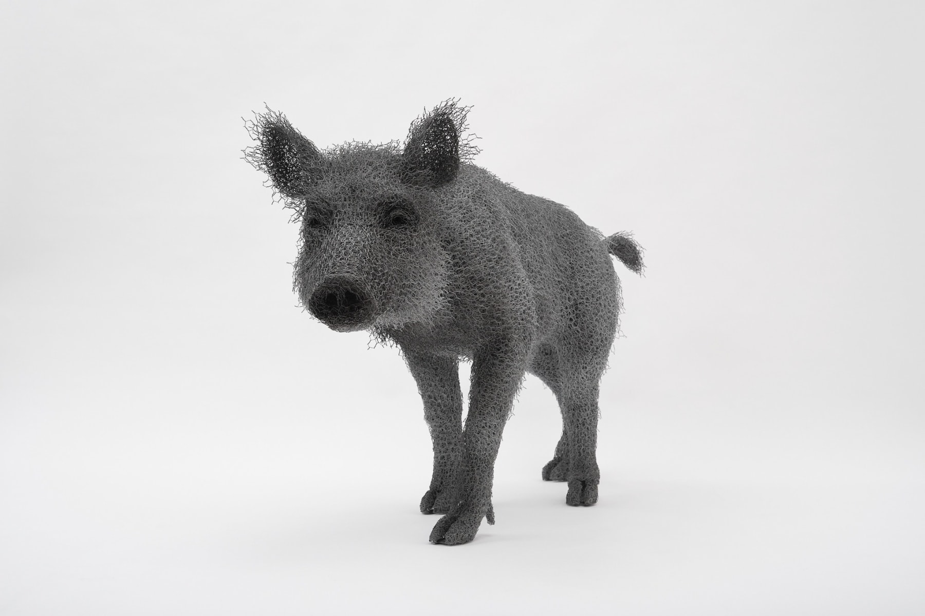 Kendra Haste MRSS, Wild Female Boar, 2025