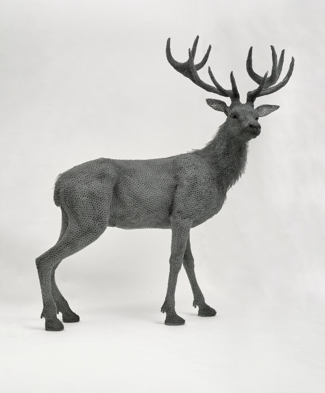 Kendra Haste MRSS, Red Stag, 2024