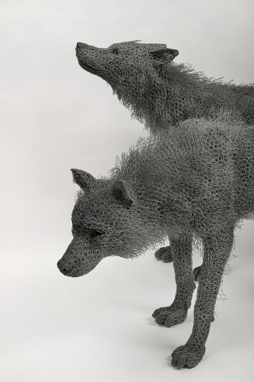 Kendra Haste MRSS, Male Wolf, 2024