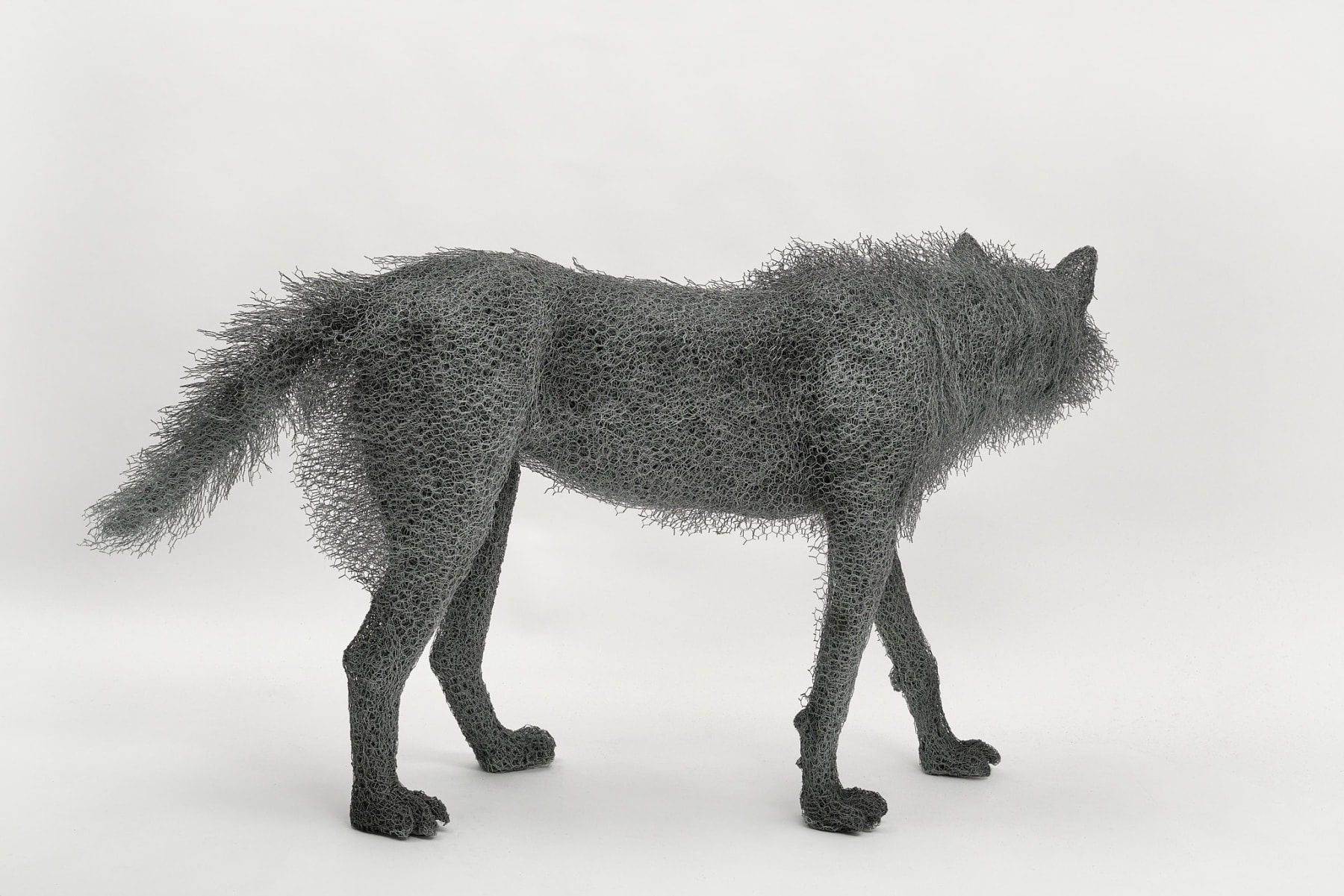 Kendra Haste MRSS, Female Wolf, 2024
