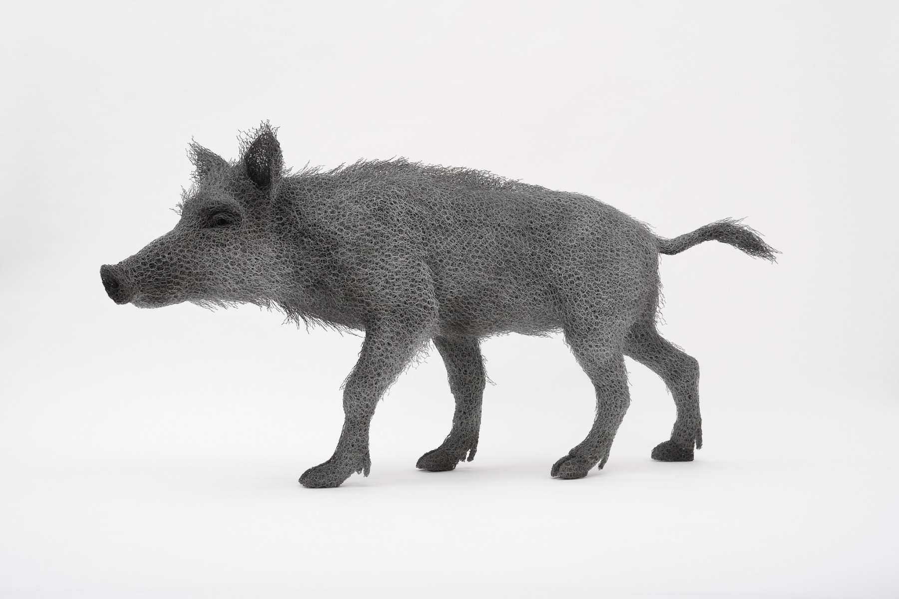 Kendra Haste MRSS, Wild Female Boar, 2025