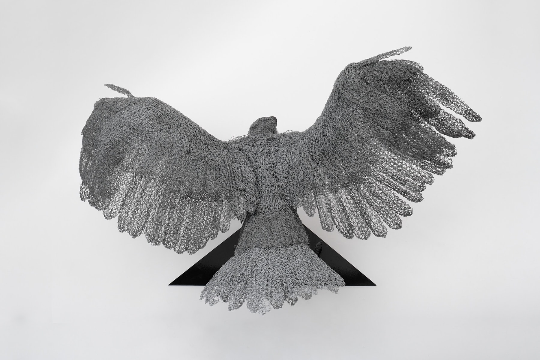 Kendra Haste MRSS, White-tailed Eagle, 2025