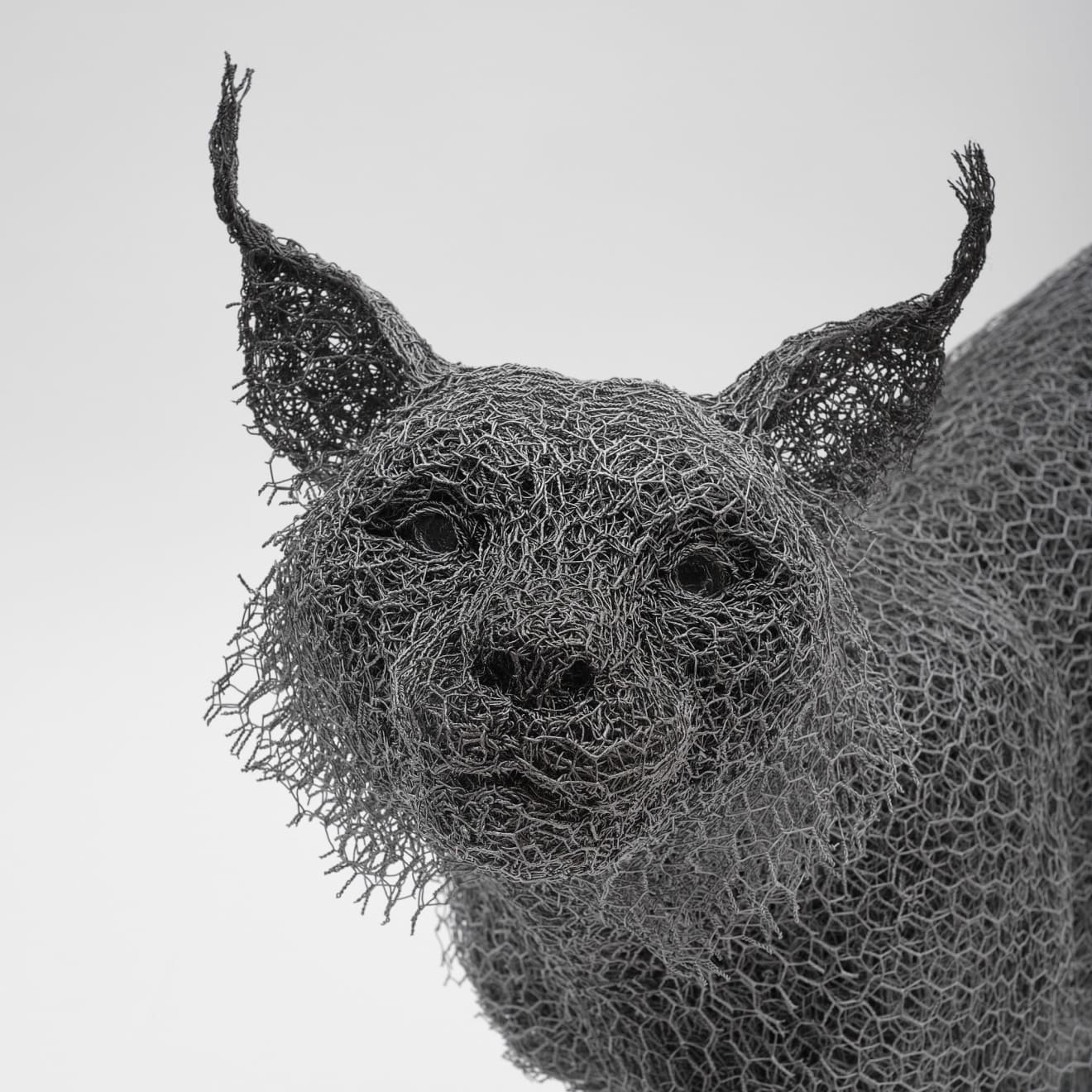 Kendra Haste MRSS, Lynx, 2025