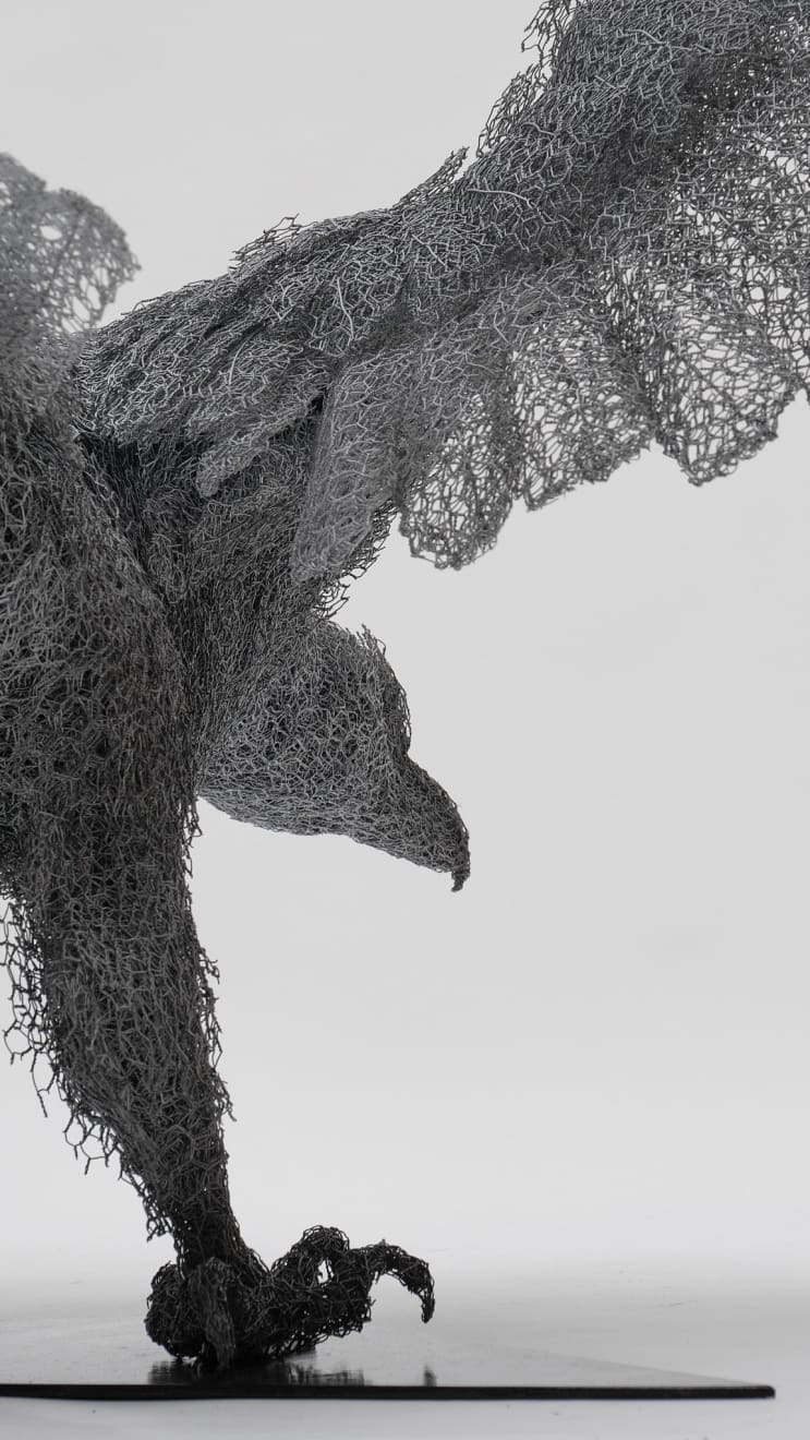 Kendra Haste MRSS, White-tailed Eagle, 2025