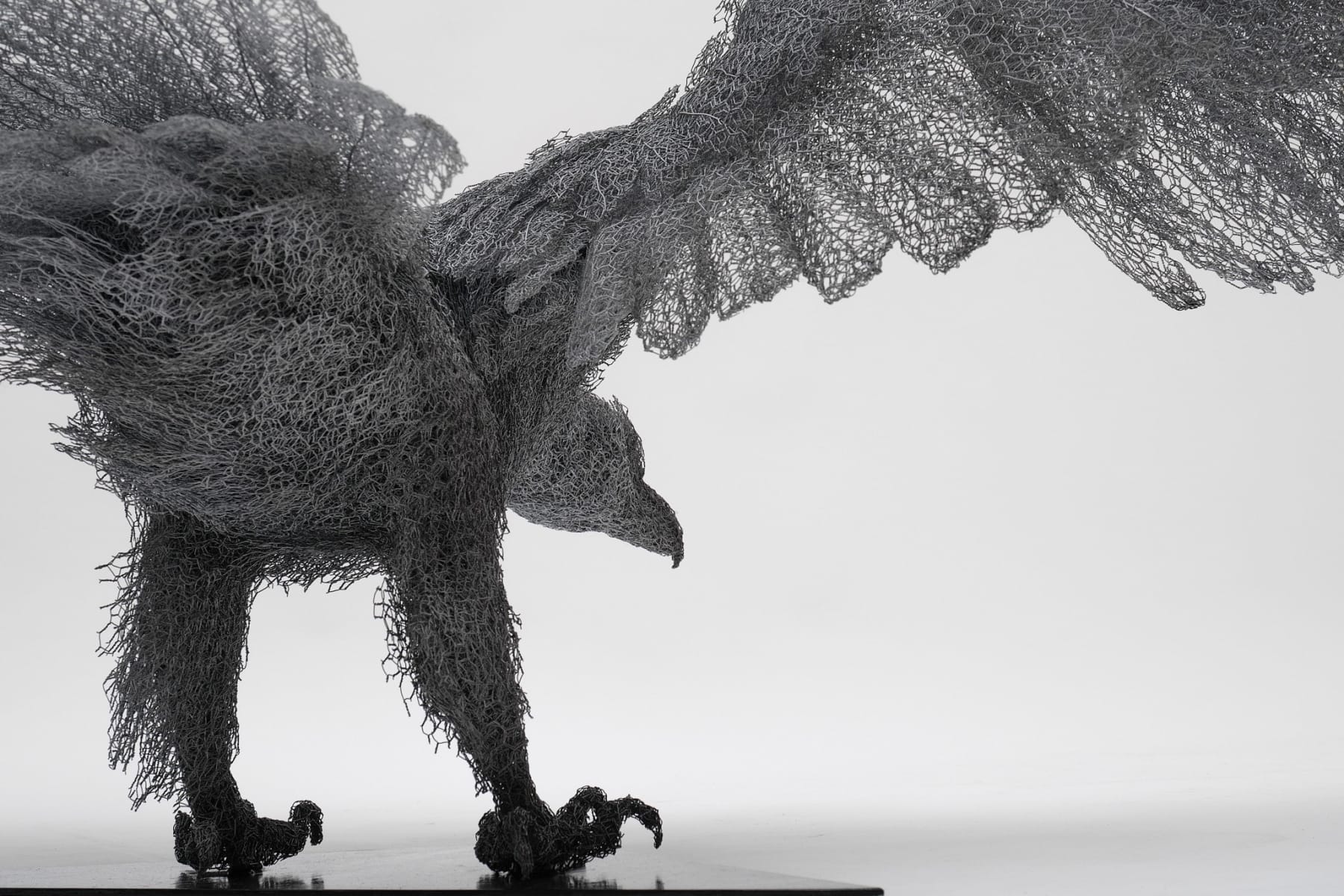Kendra Haste MRSS, White-tailed Eagle, 2025