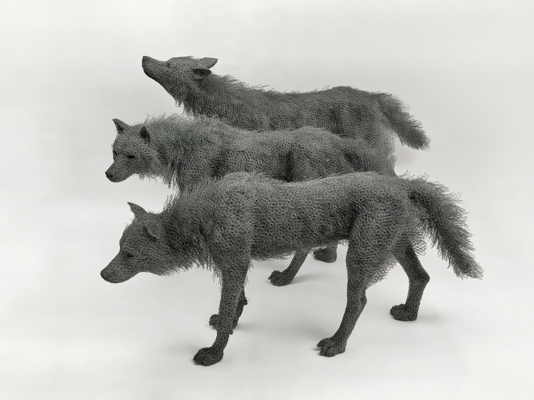 Kendra Haste MRSS, Alpha Male Wolf, 2024