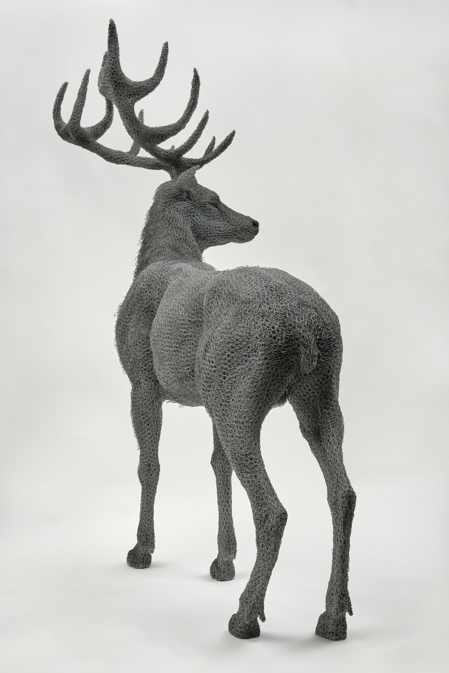 Kendra Haste MRSS, Red Stag, 2024