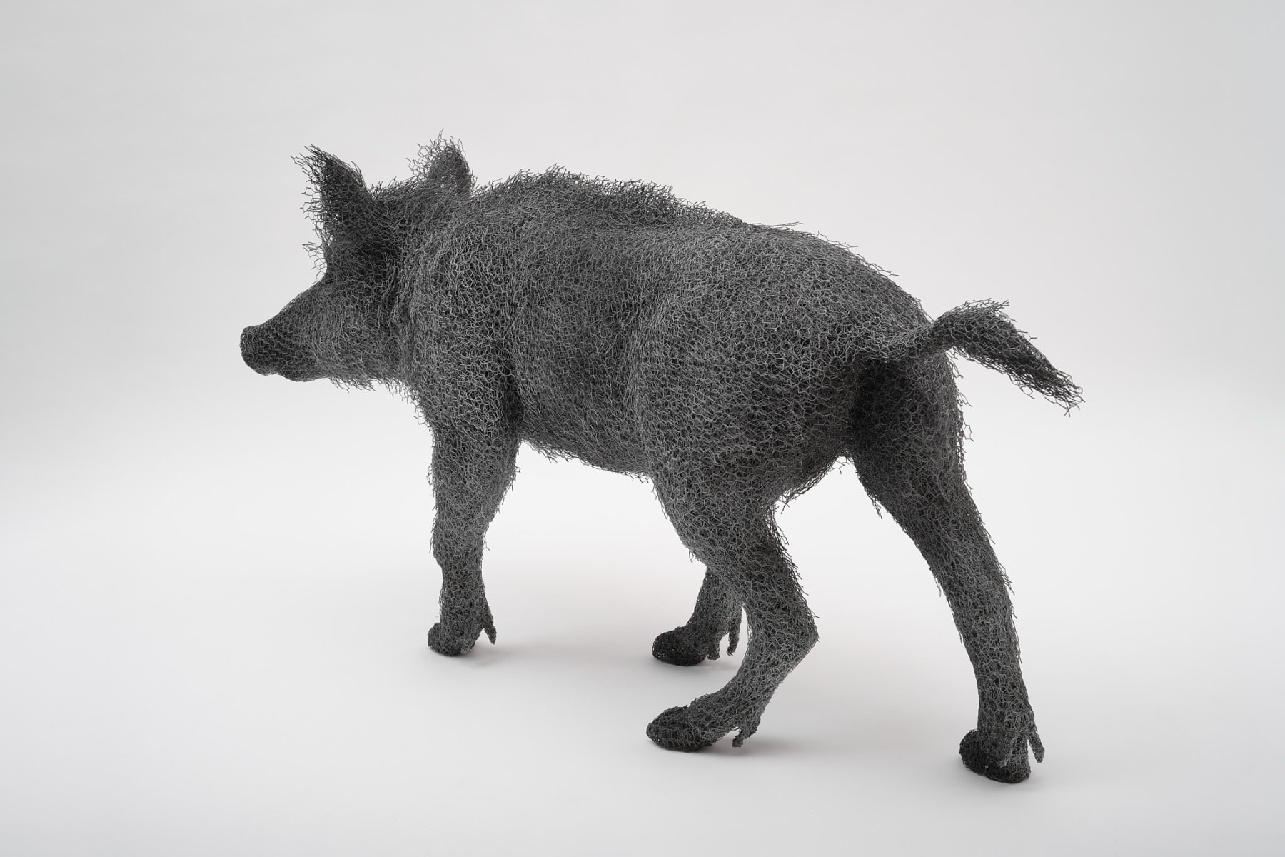 Kendra Haste MRSS, Wild Female Boar, 2025