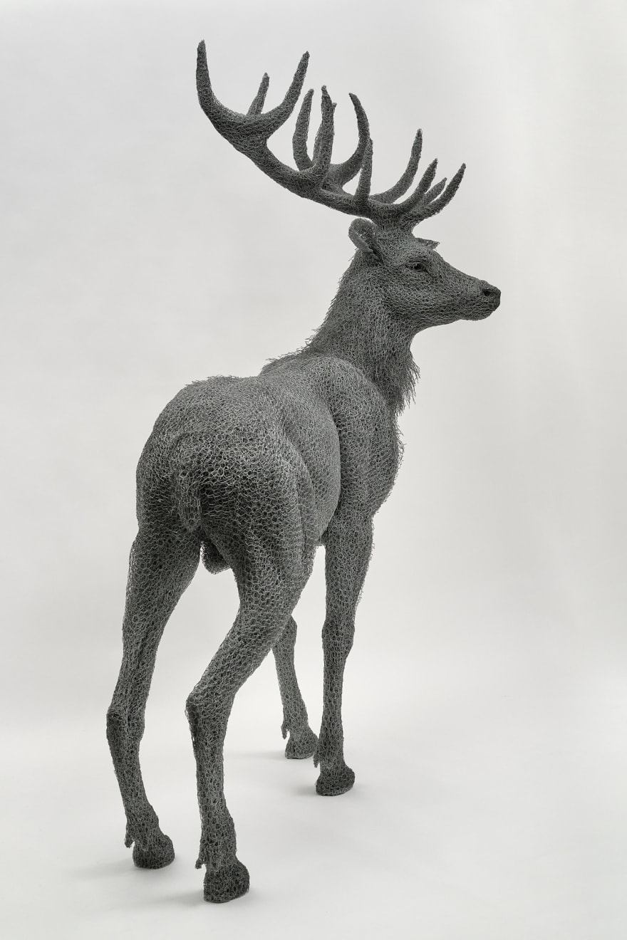 Kendra Haste MRSS, Red Stag, 2024