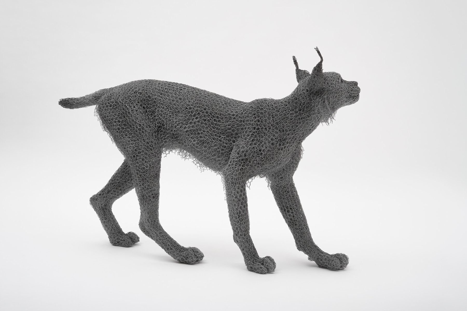 Kendra Haste MRSS, Lynx, 2025