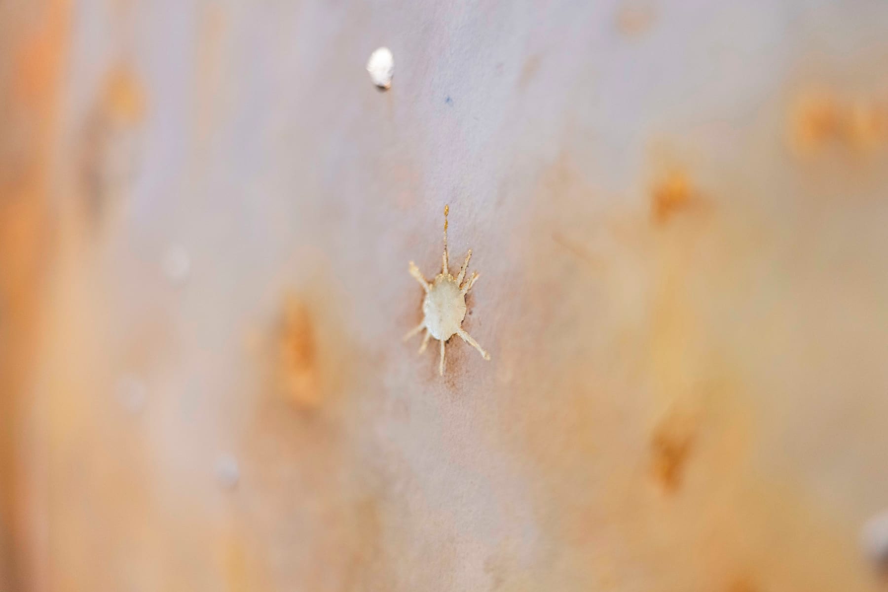 Chris Rivers, Hand-Finished Leo, 2025