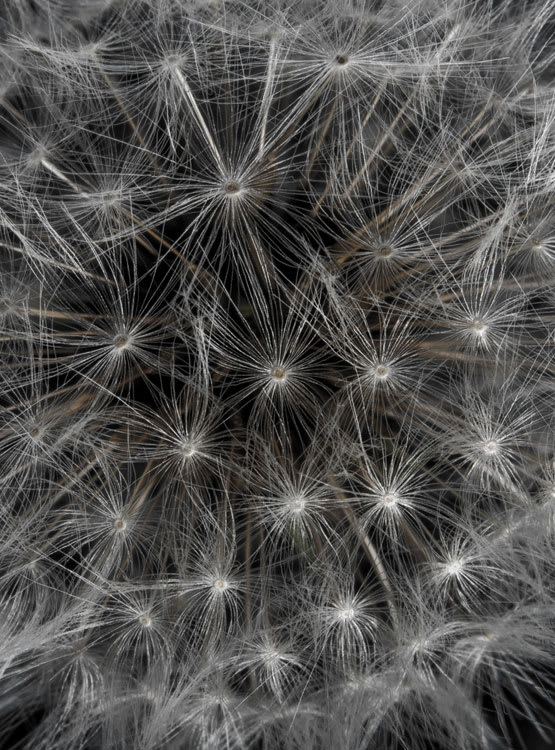 Jeff Robb, Wild Flower, 2014