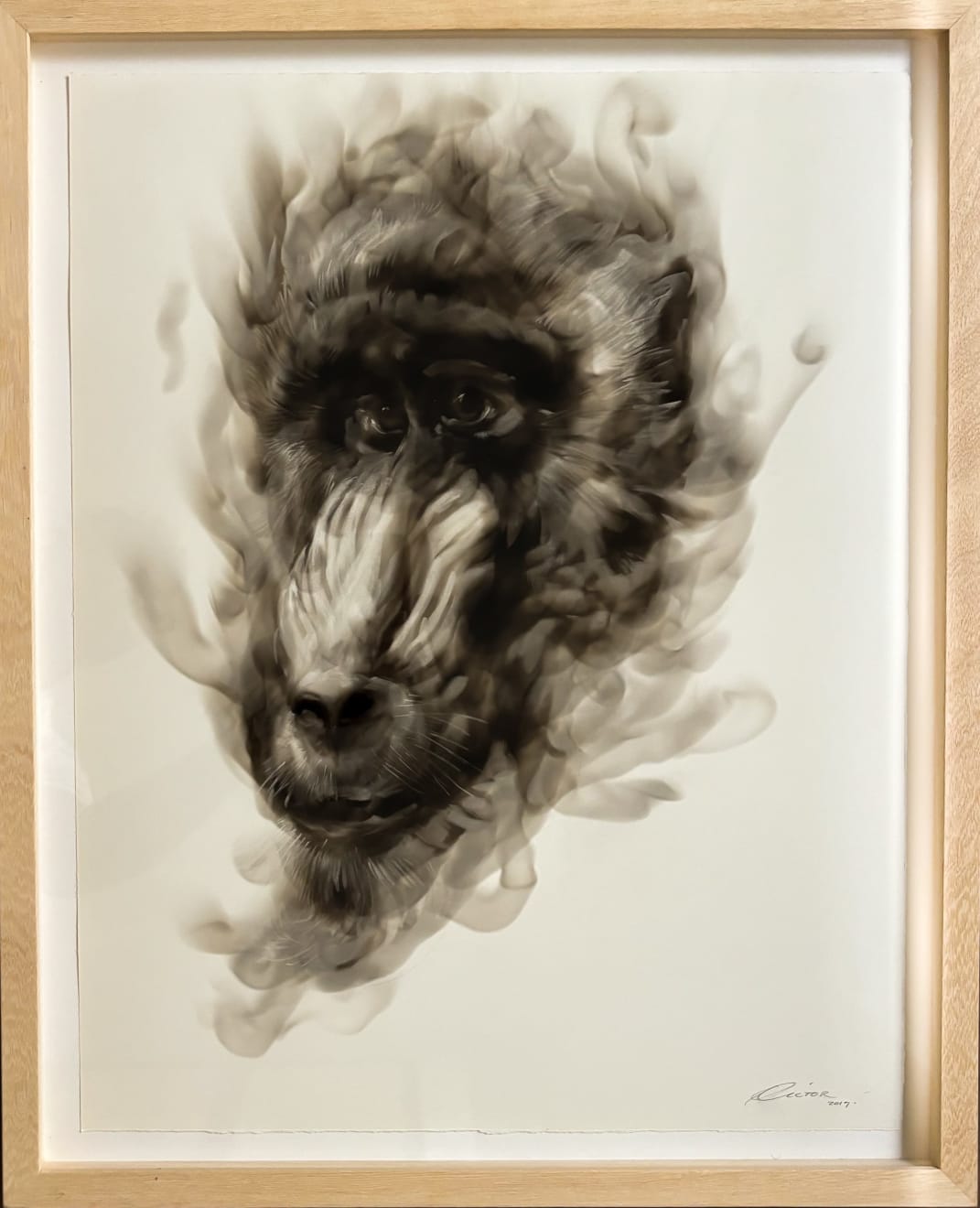 Diane Victor, Little Brother – Mandril, 2019
