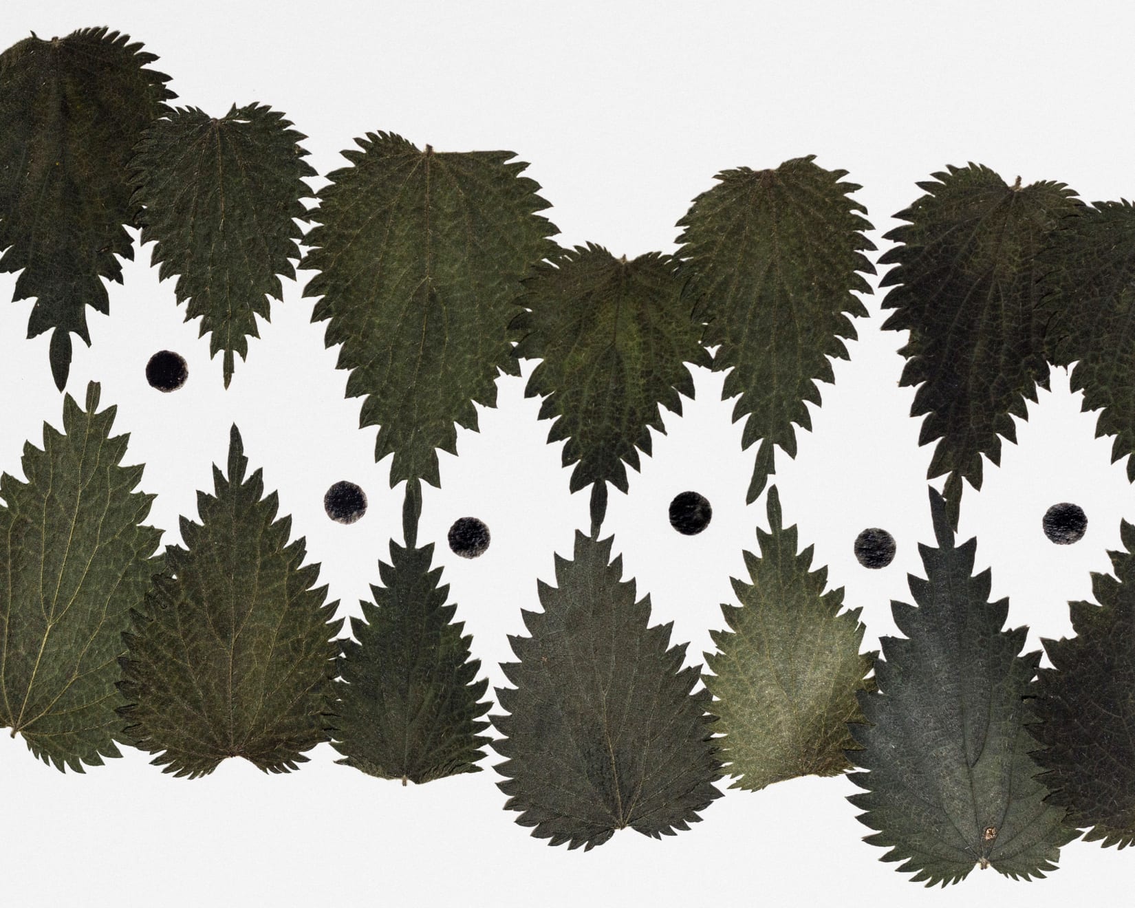 Baptiste Lanne, Urtica, 2024