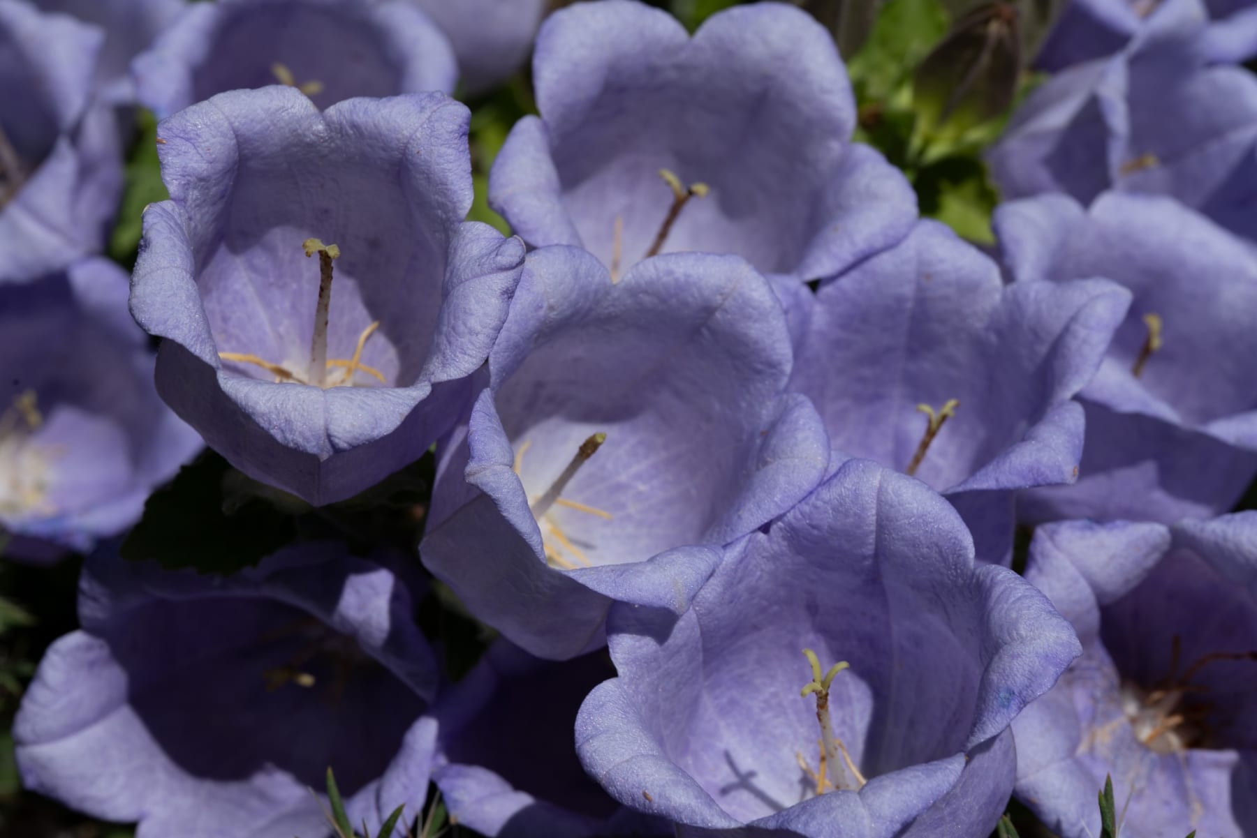 Rob Ventura, Botanical Photography, 2022