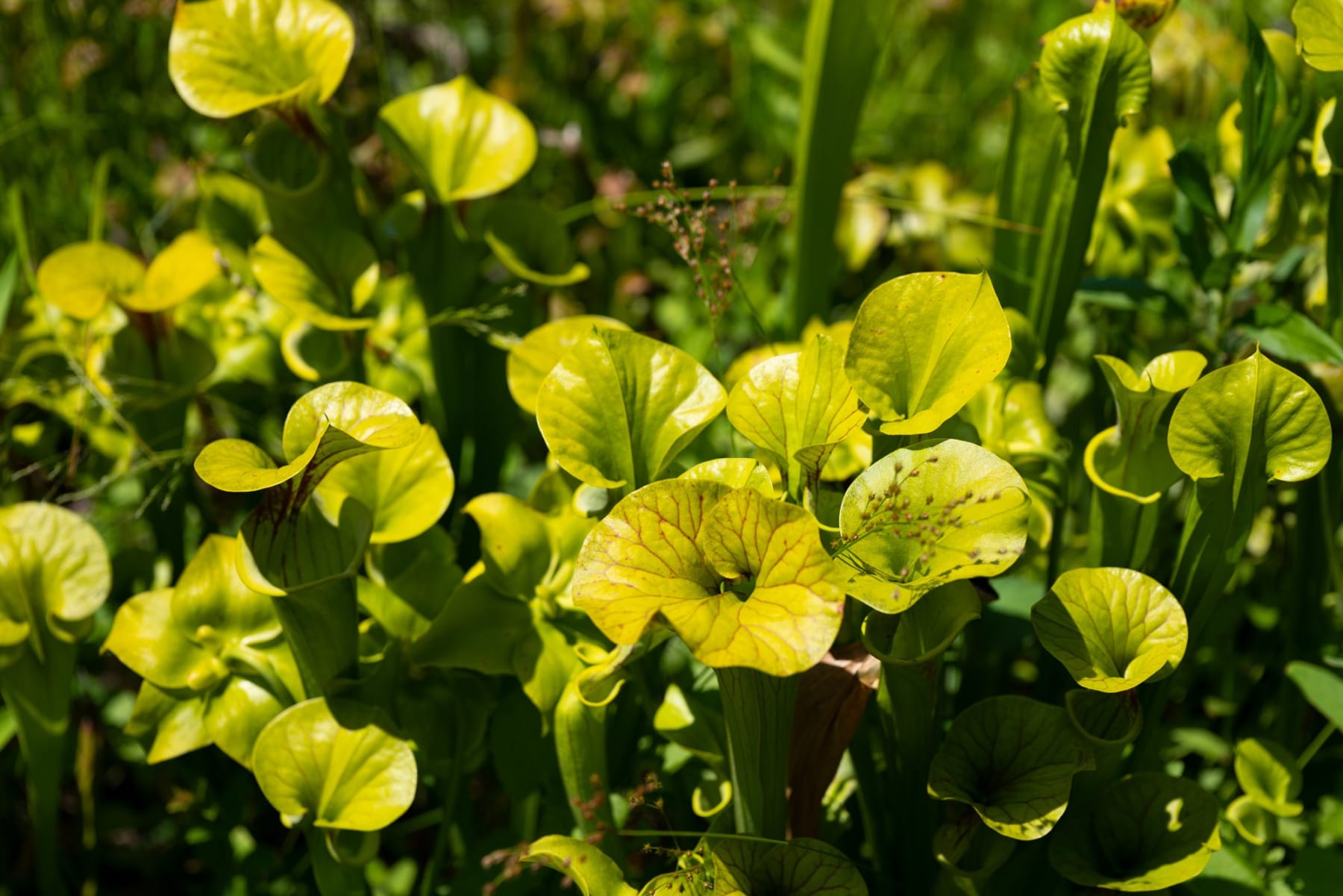 Rob Ventura, Botanical Photography, 2022