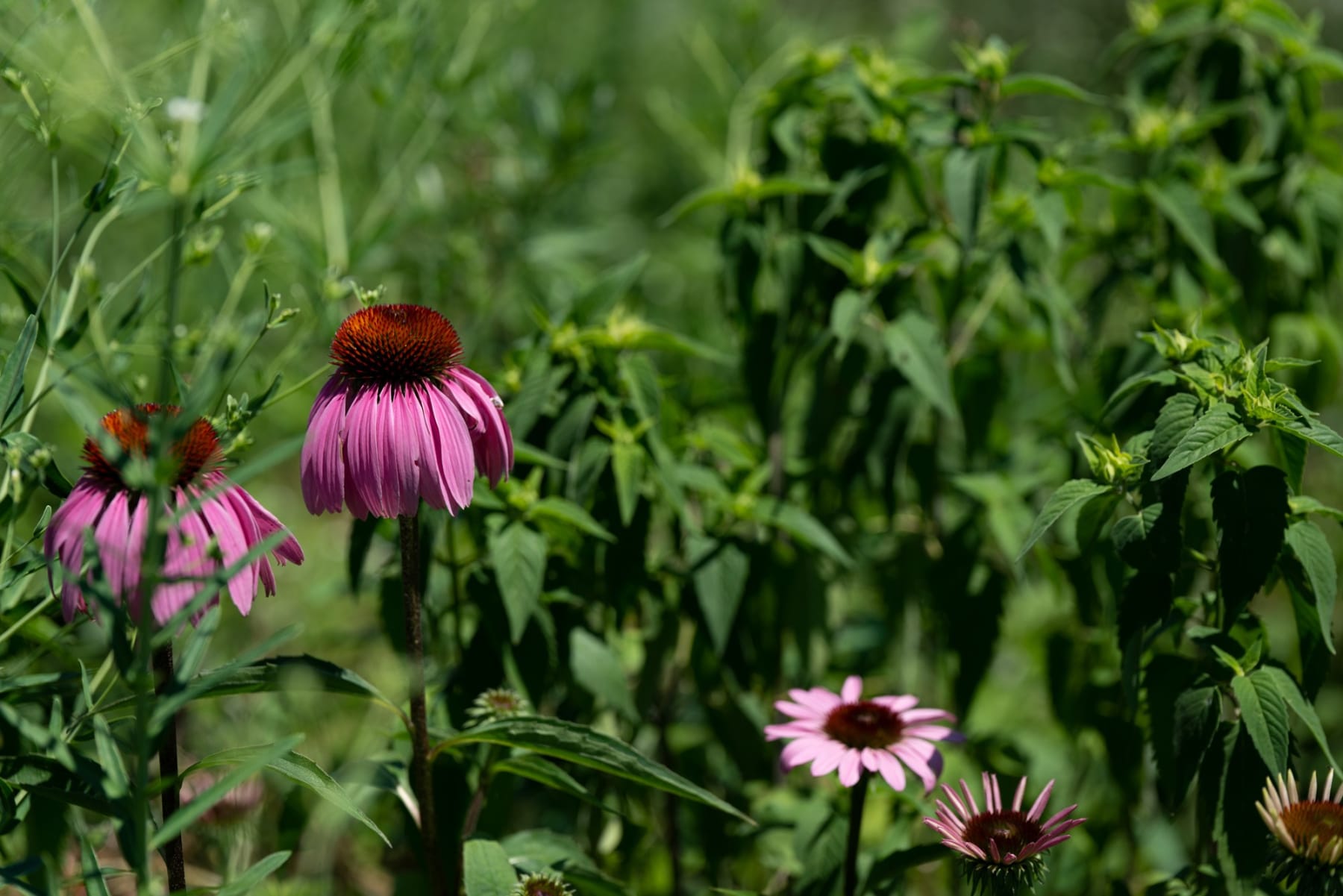 Rob Ventura, Botanical Photography, 2022