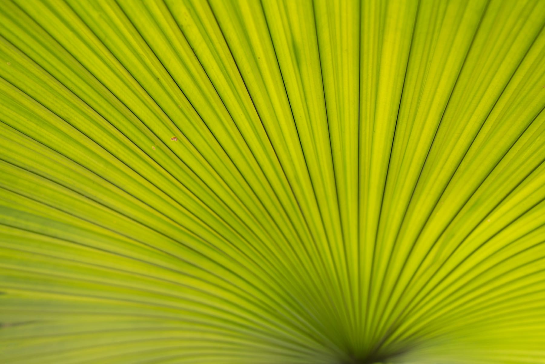 Rob Ventura, Fan Palm Leaf, 2022