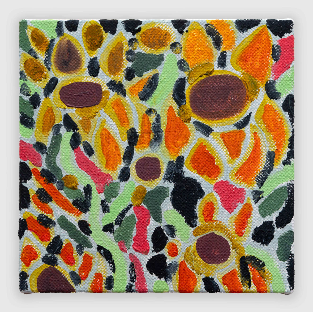 Rob Ventura, Winter Aconite, 2024
