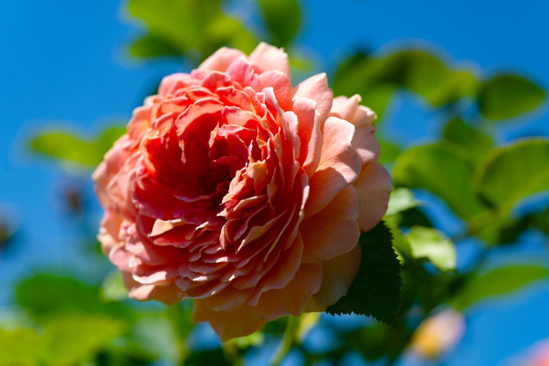 Rob Ventura, Rose, 2022
