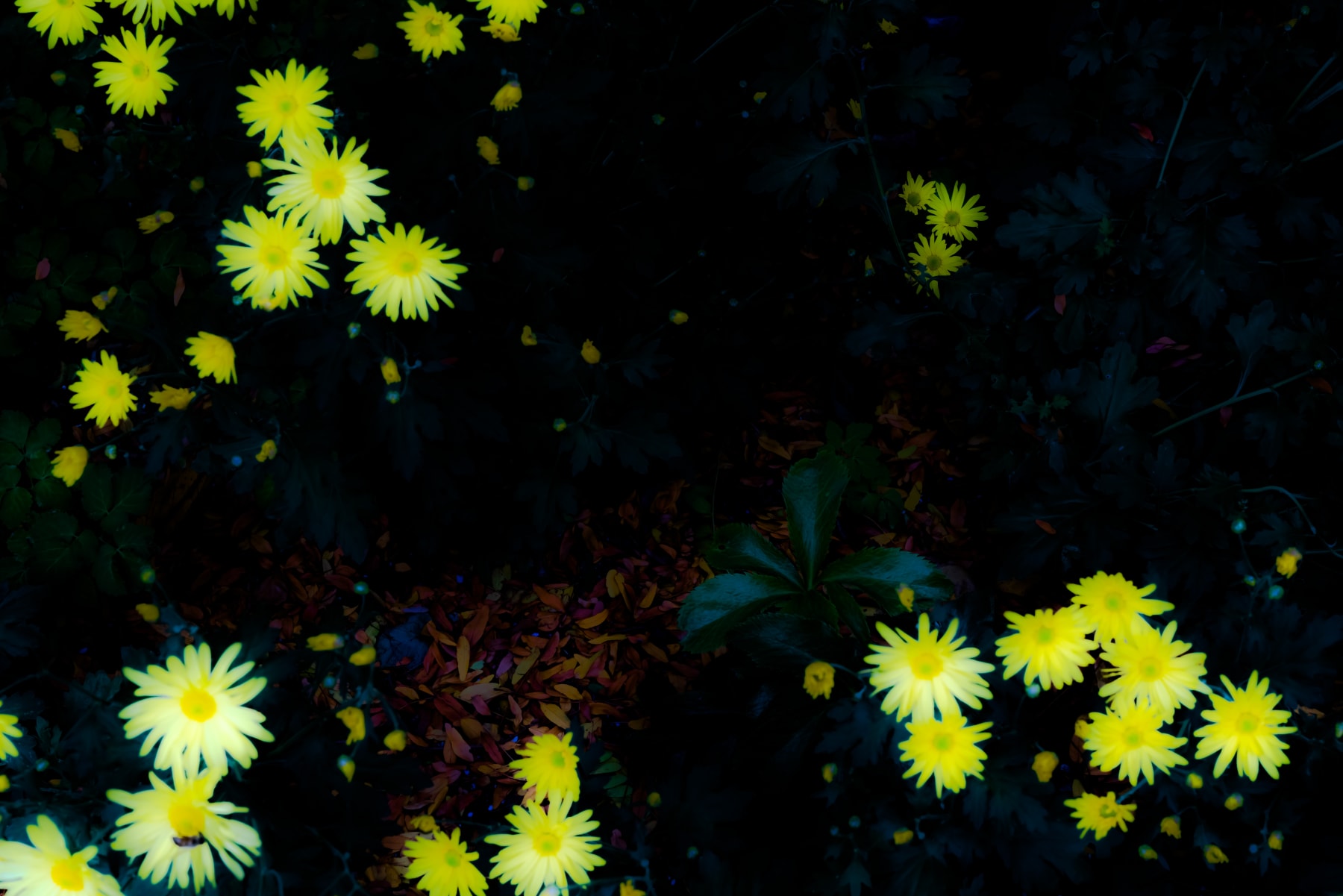 Rob Ventura, Botanical Photography, 2019