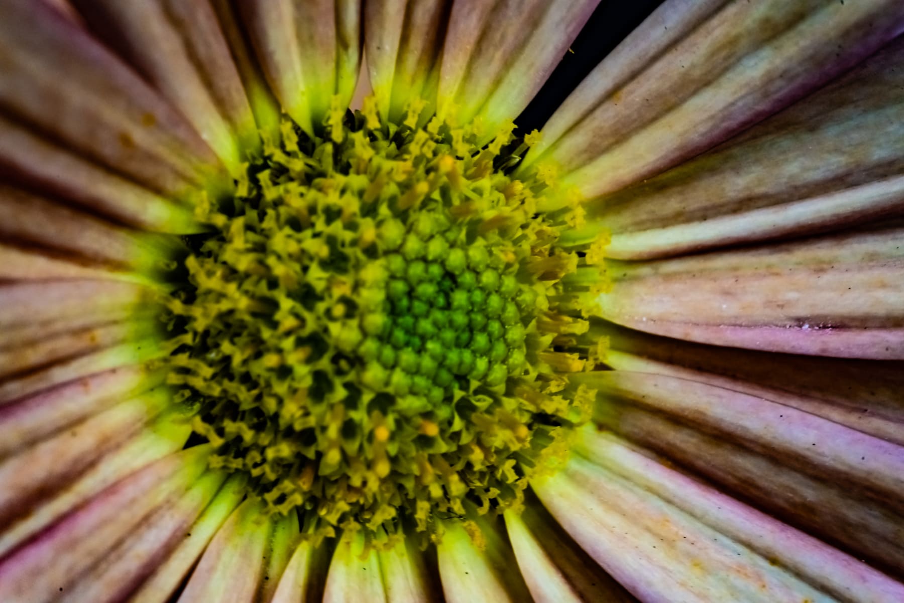Rob Ventura, Botanical Photography, 2019