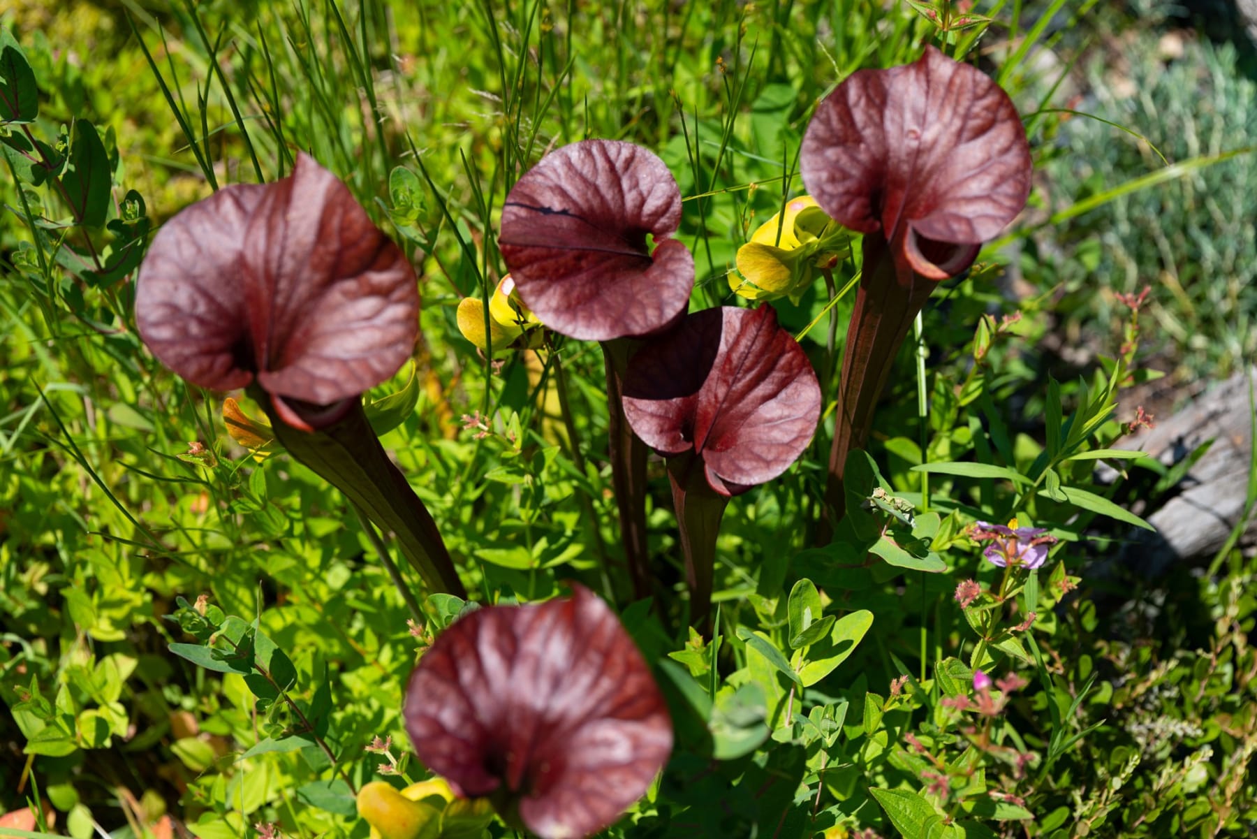 Rob Ventura, Botanical Photography, 2022