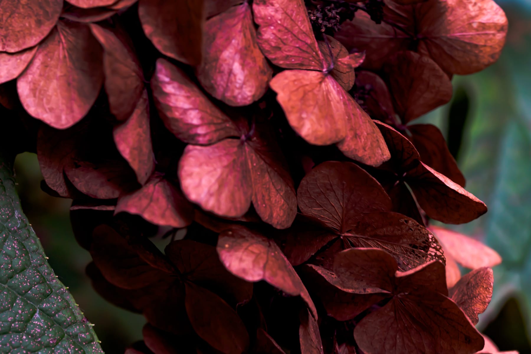 Rob Ventura, Botanical Photography, 2019