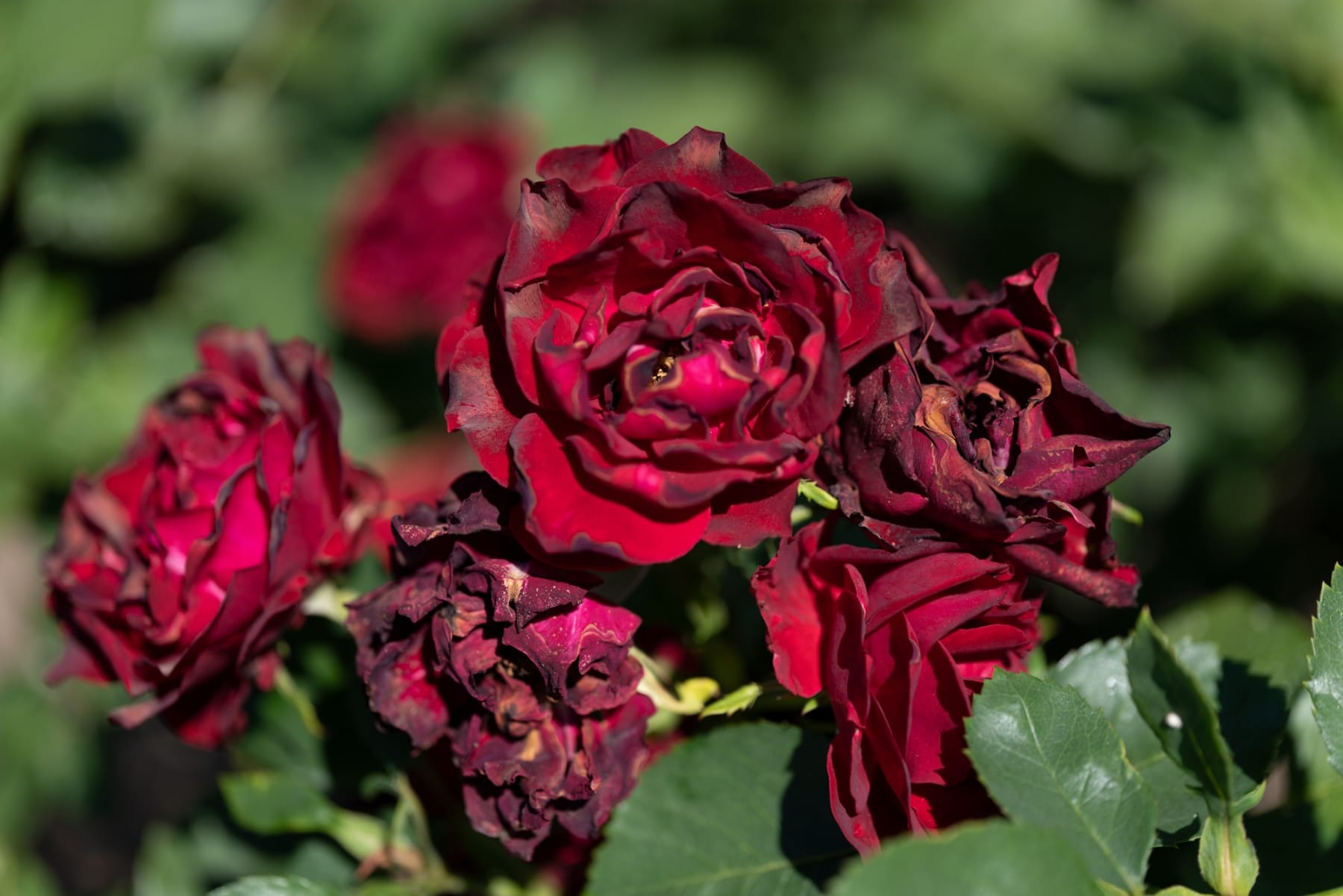 Rob Ventura, Roses II, 2022