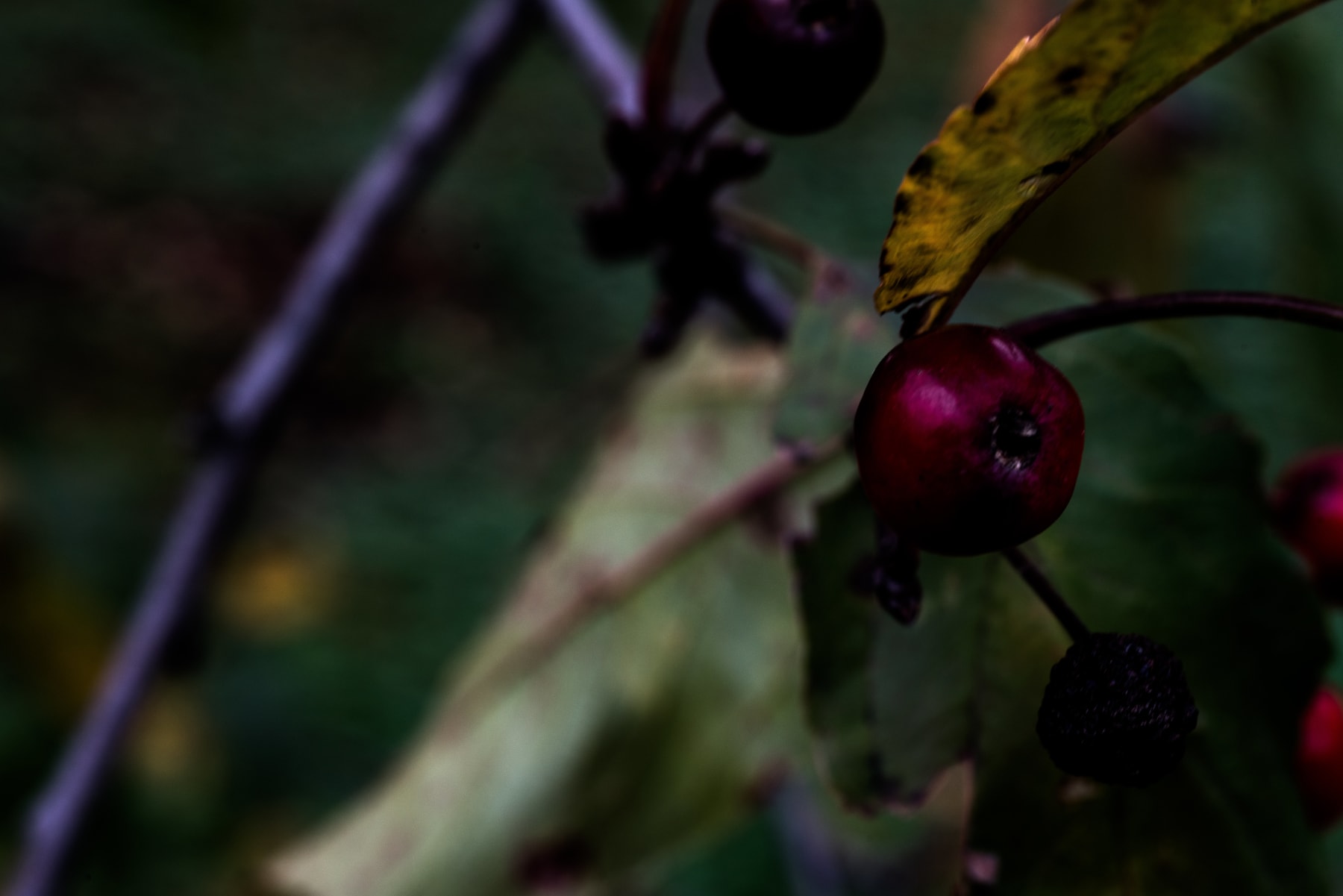 Rob Ventura, Botanical Photography, 2019
