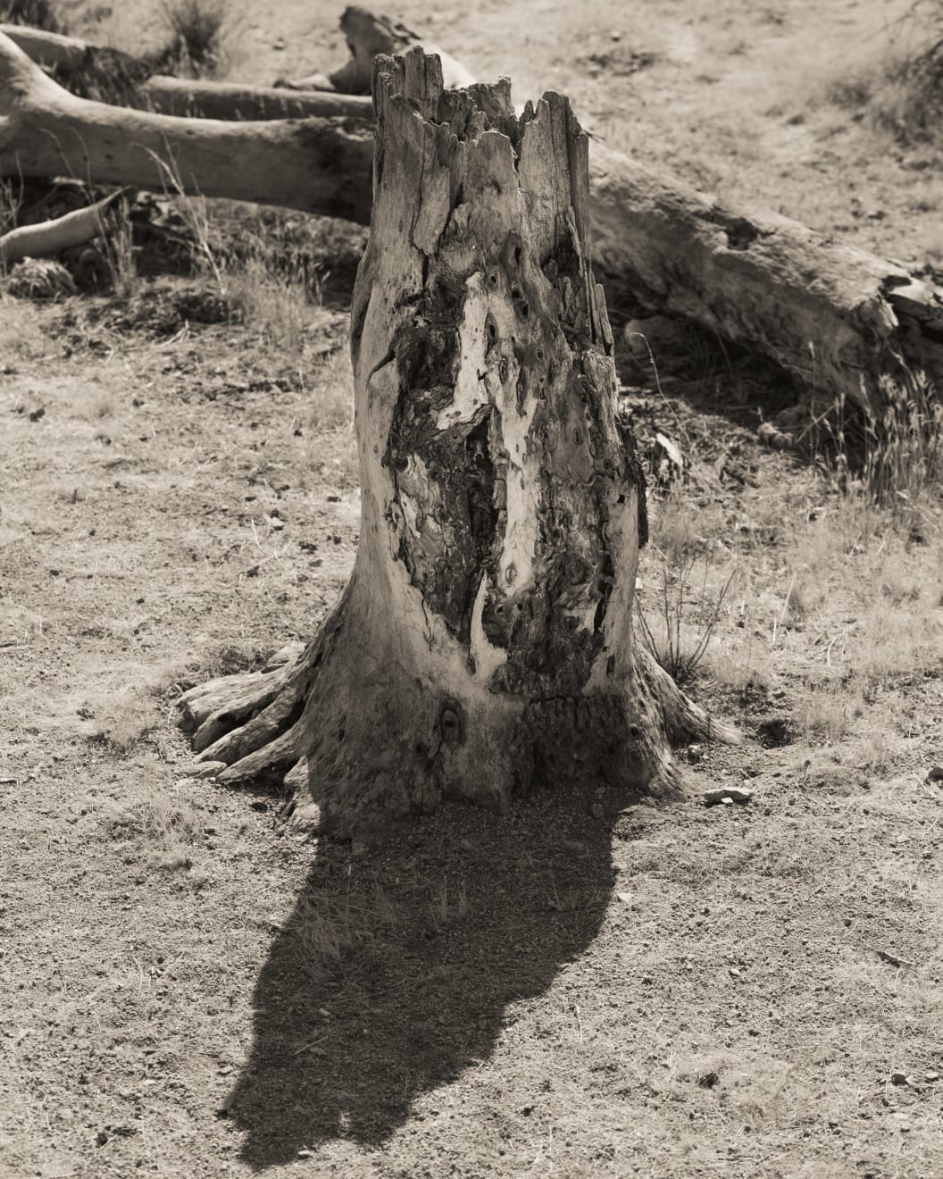 Ruben van Schalm, Shadow of a Dream