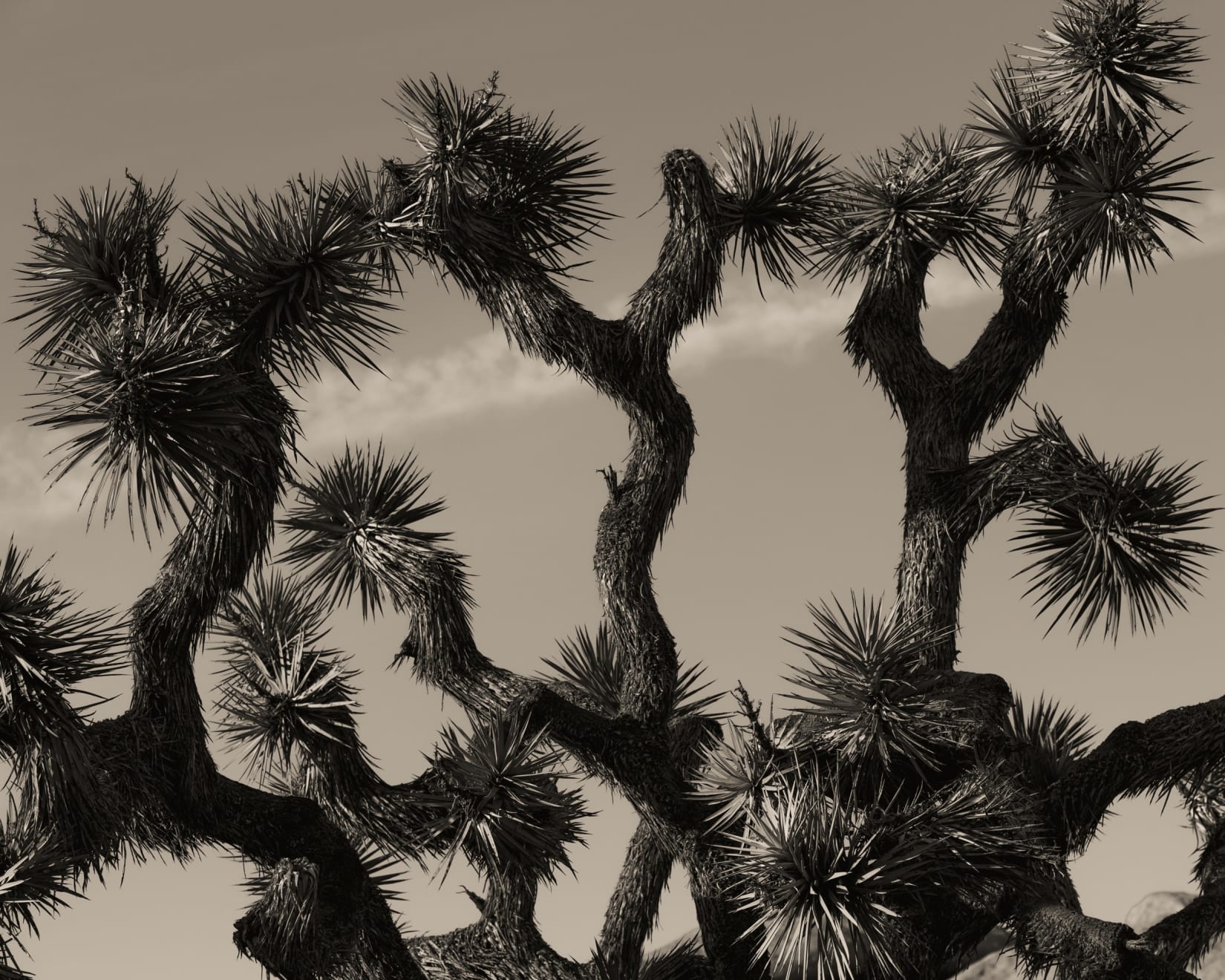 Ruben van Schalm, Interwoven Dreams