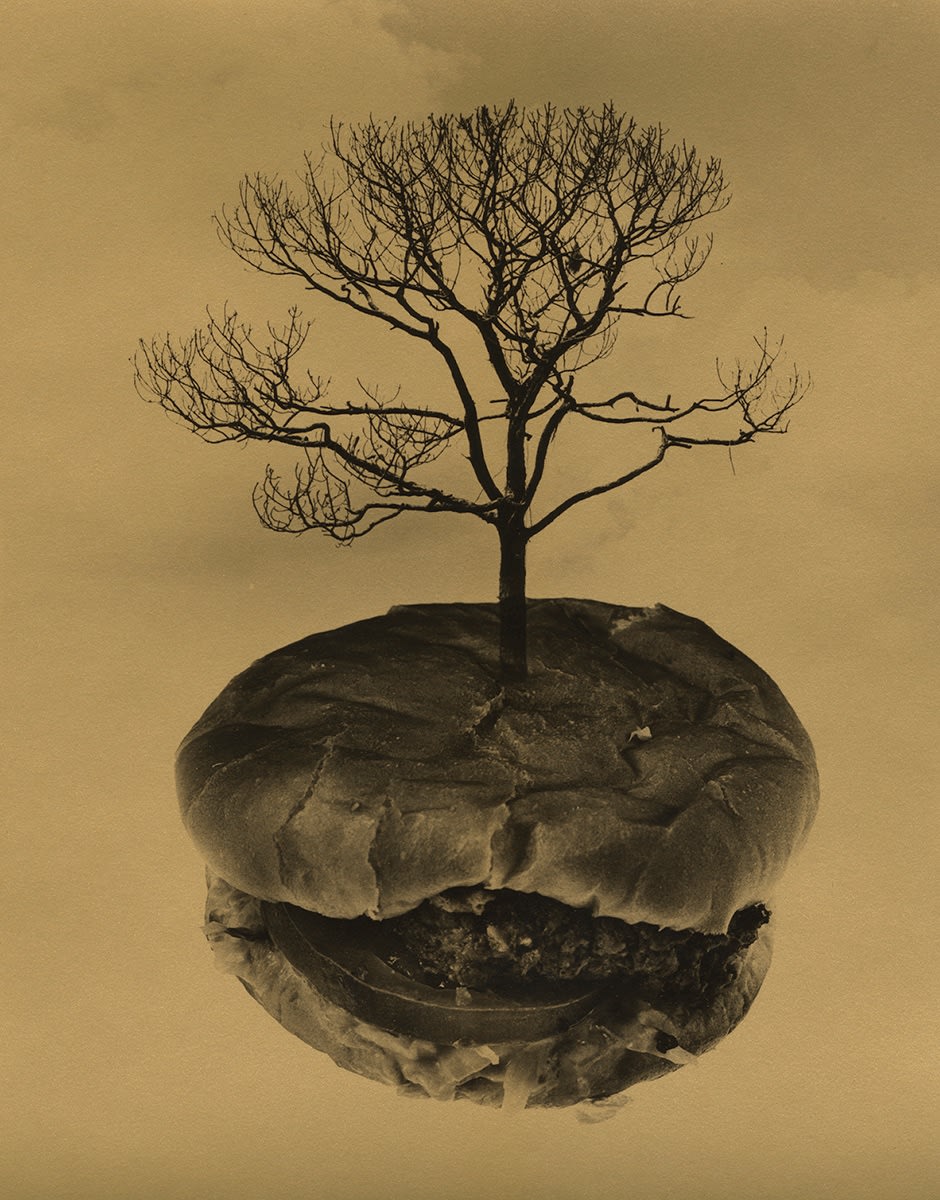 Color Toned silver gelatin print of a Little Godlen Hamburger Tree by Slate Gray Gallery artist Jerry Uelsmann