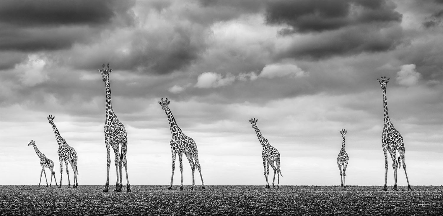James Lewin black and white photo of a grouping of giraffes walking in a line