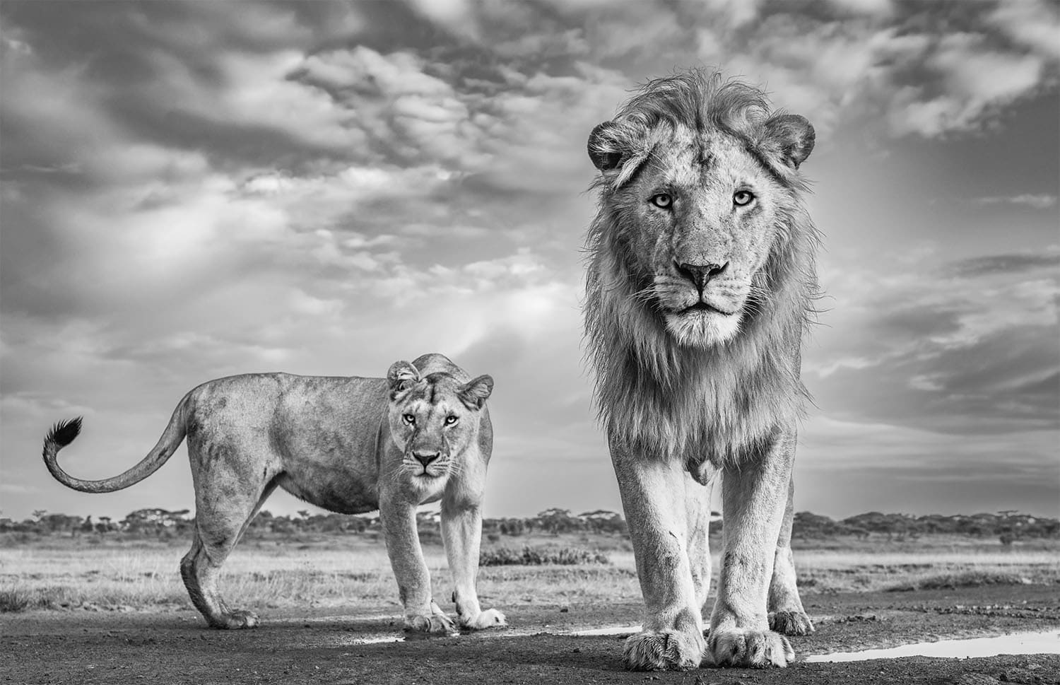 James Lewin black and white photo of a male and female lion